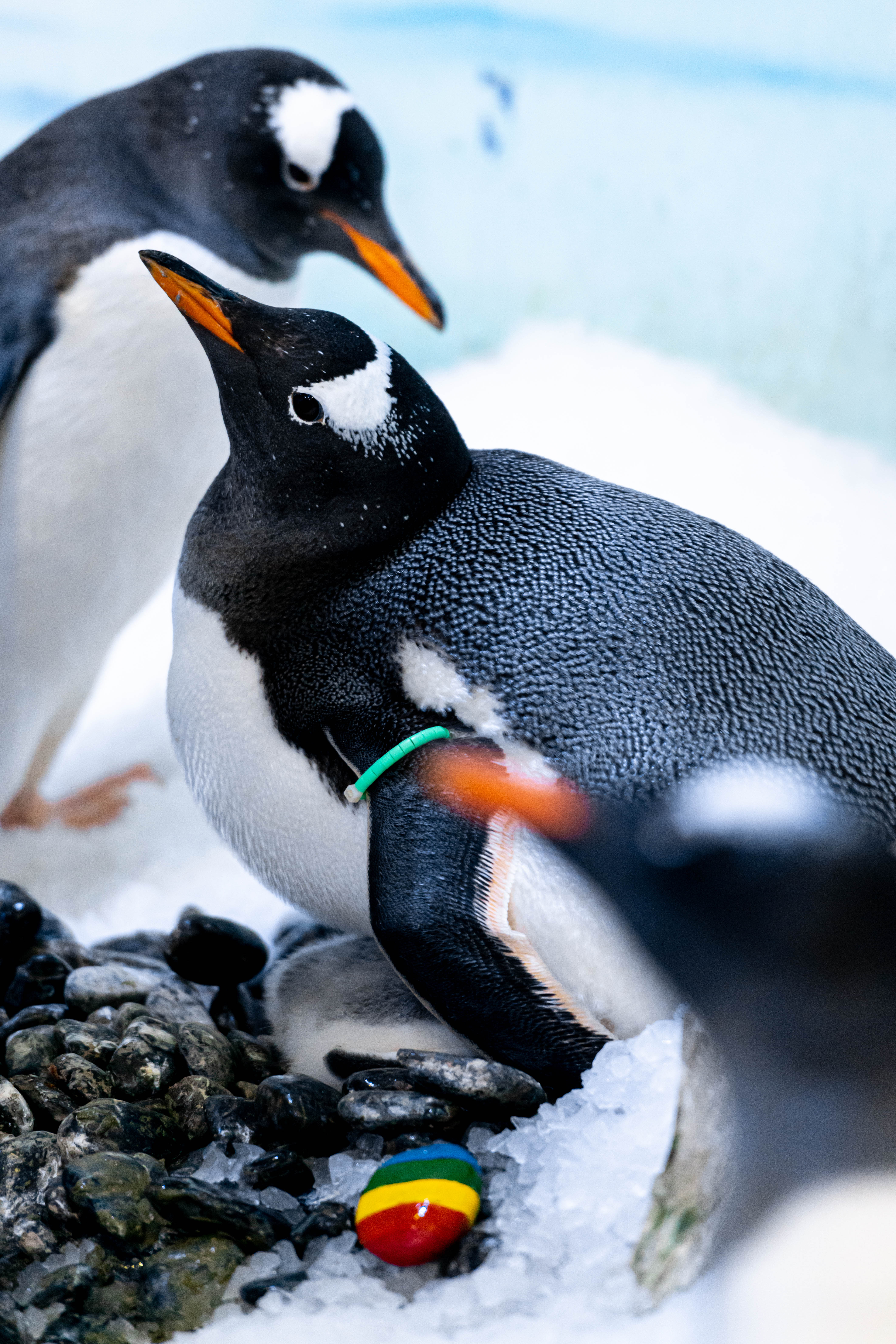 Marama and Rocky adopted their first chick as part of the aquarium's conservation programme