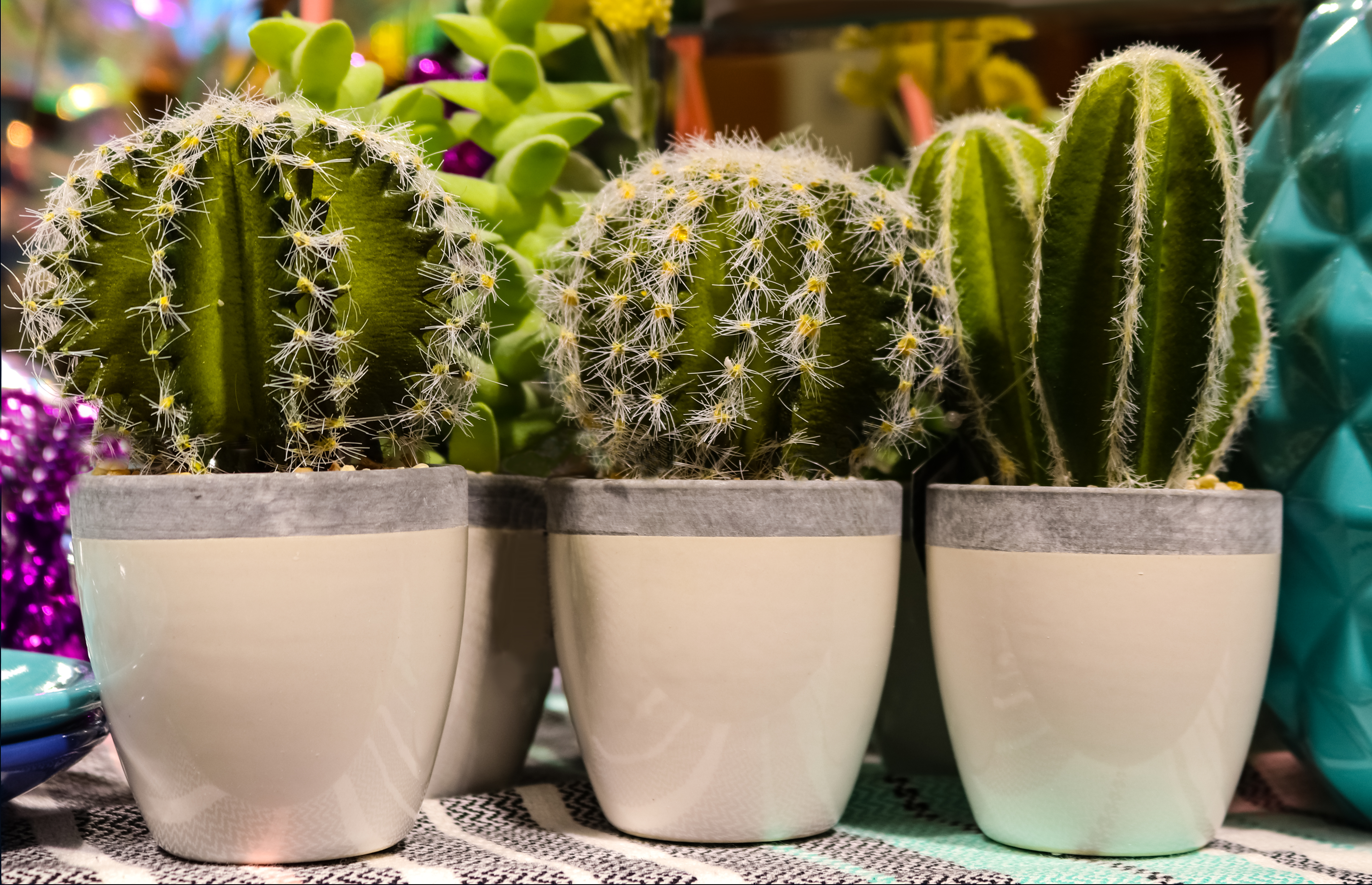 Cacti love greenhouse conditions and are on trend (iStock/PA)