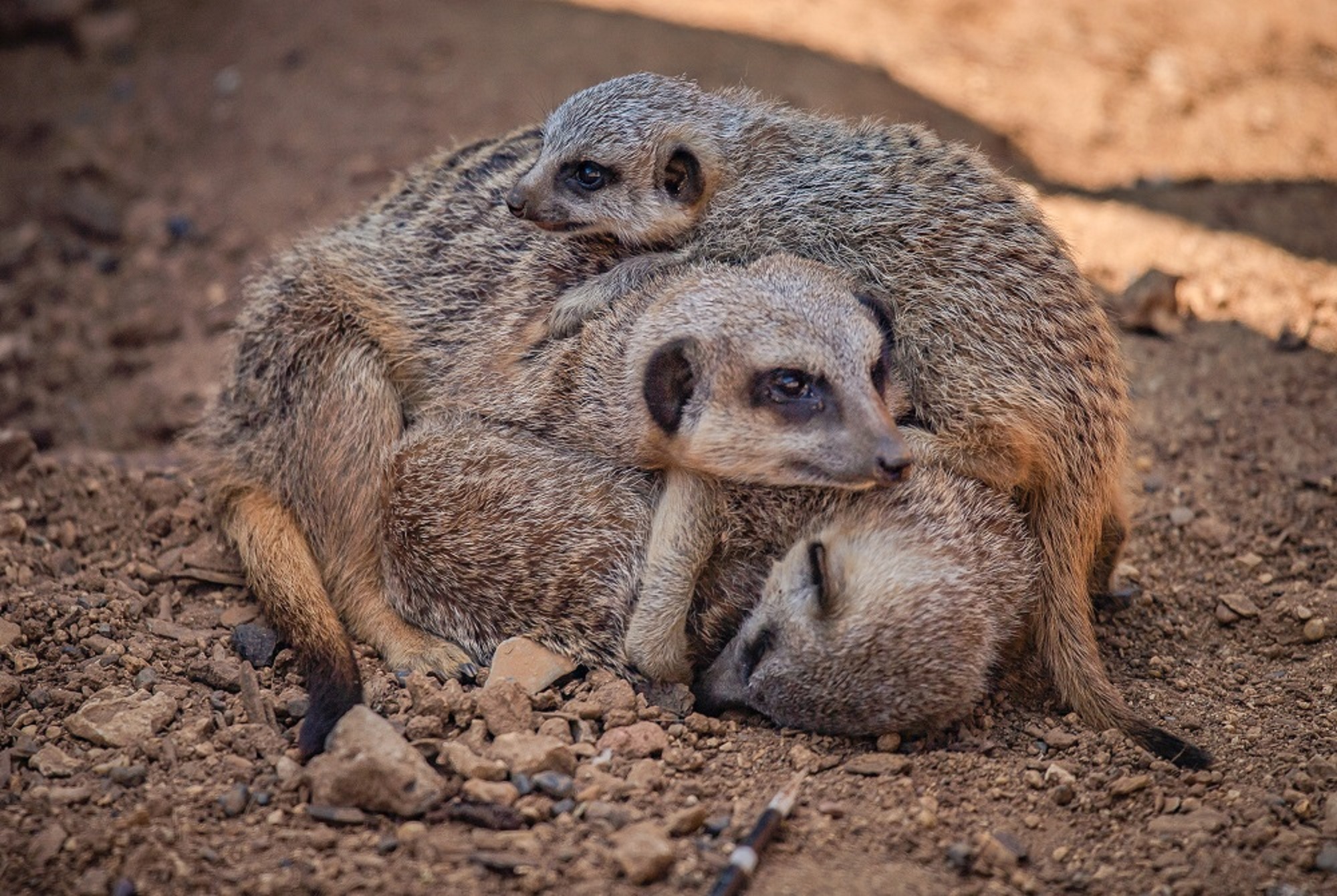 Baby meerkats explore for the first time in Chester Zoo