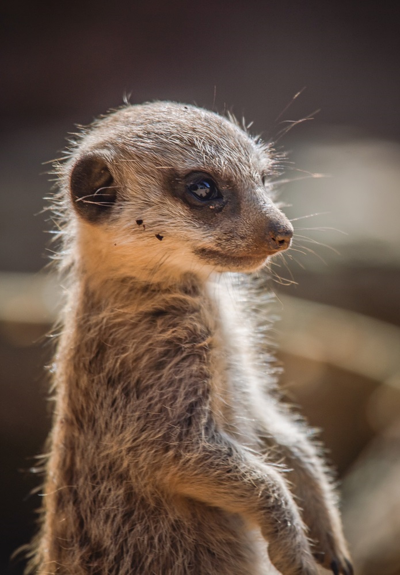 Baby meerkats explore for the first time in Chester Zoo