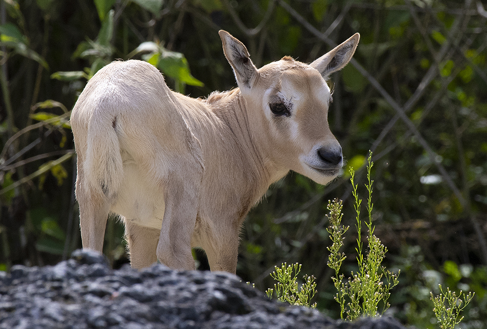 A young oryx at Zoo Miami
