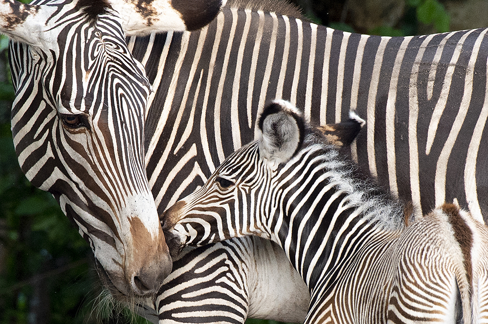 A young zebra at Zoo Miami