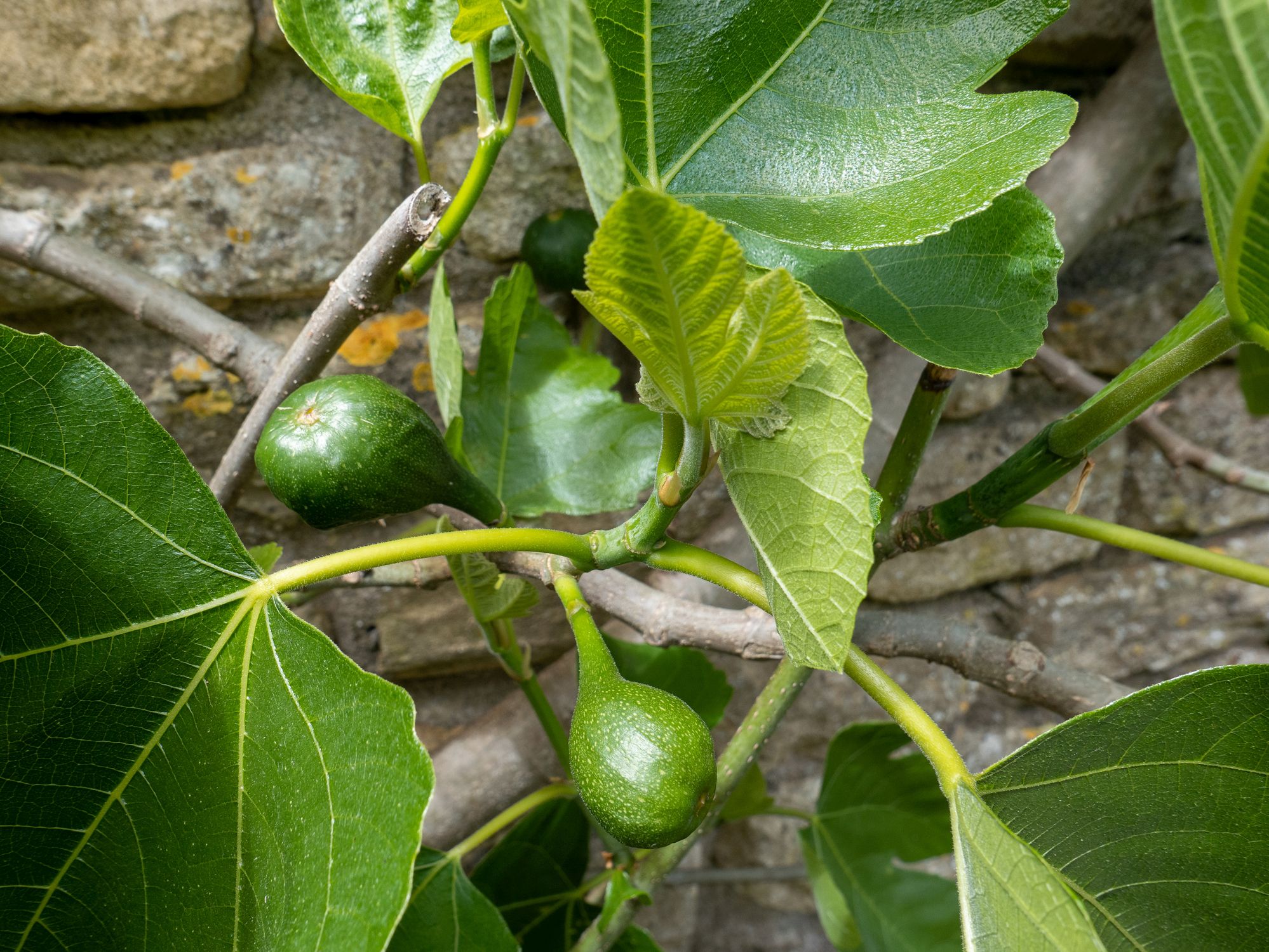 Figs ripening on a fig tree