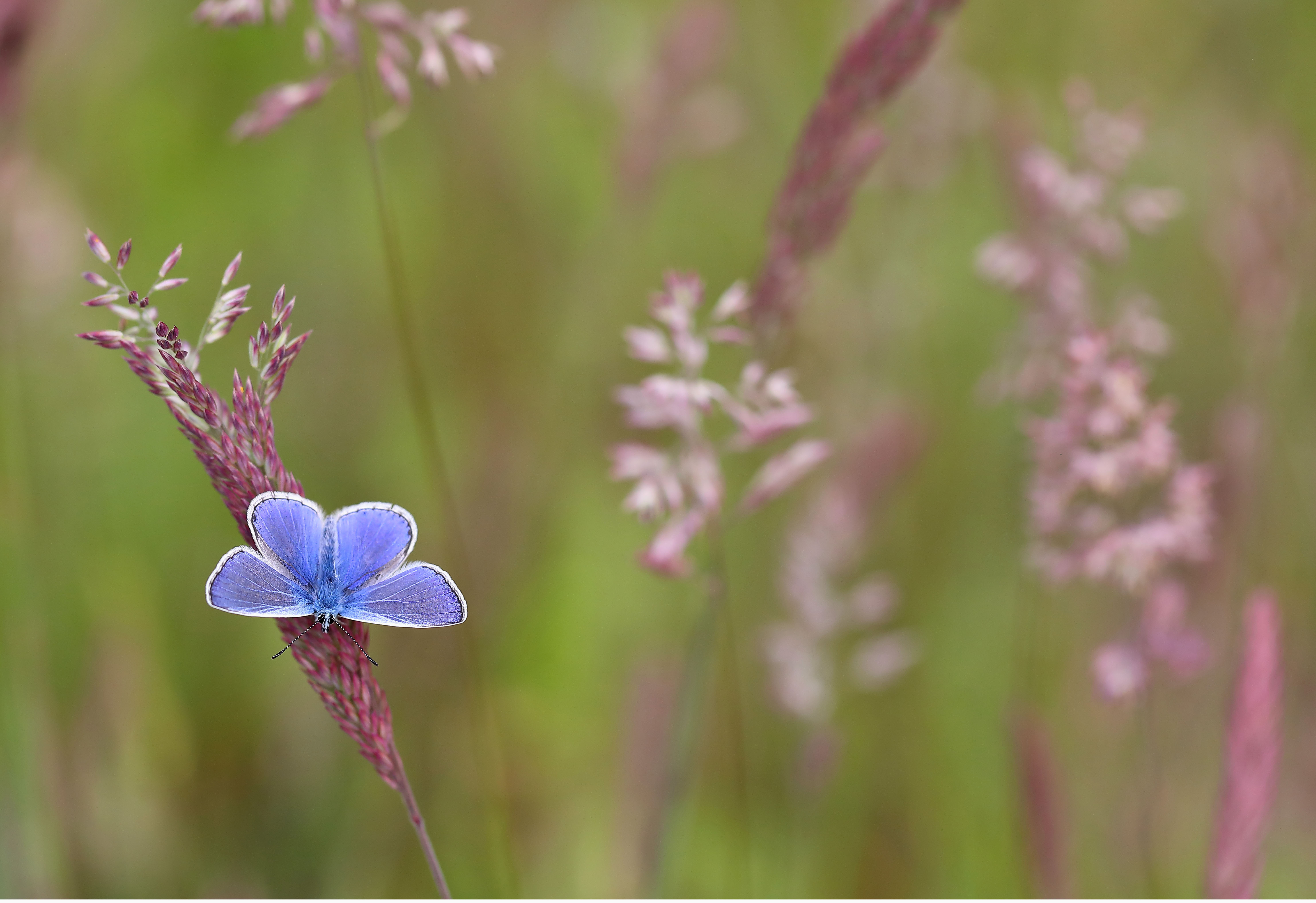 The common blue is another of the butterflies people are asked to look out for (Mark Searle/Butterfly Conservation/PA)