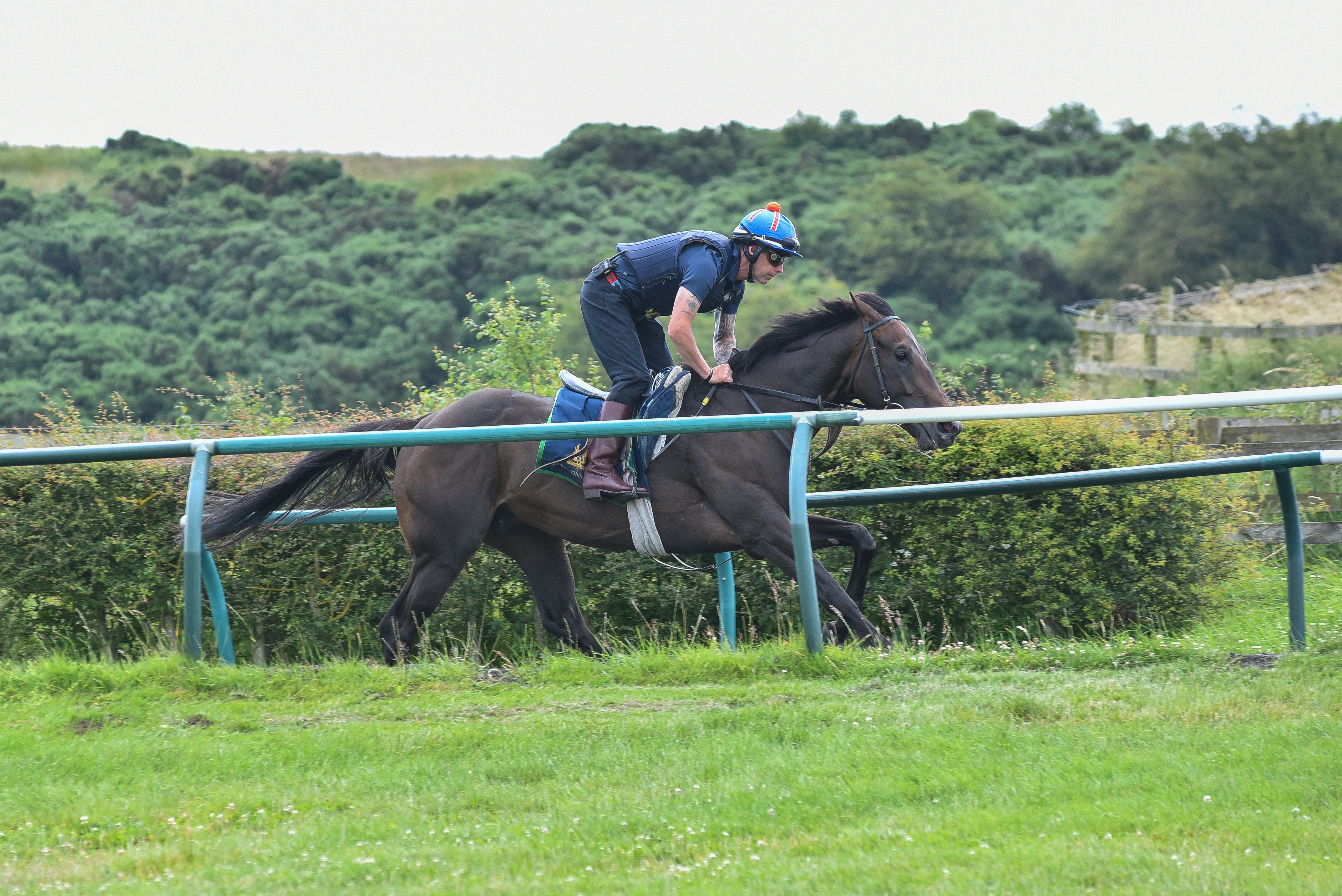Dark Vision on the gallops on Wednesday morning