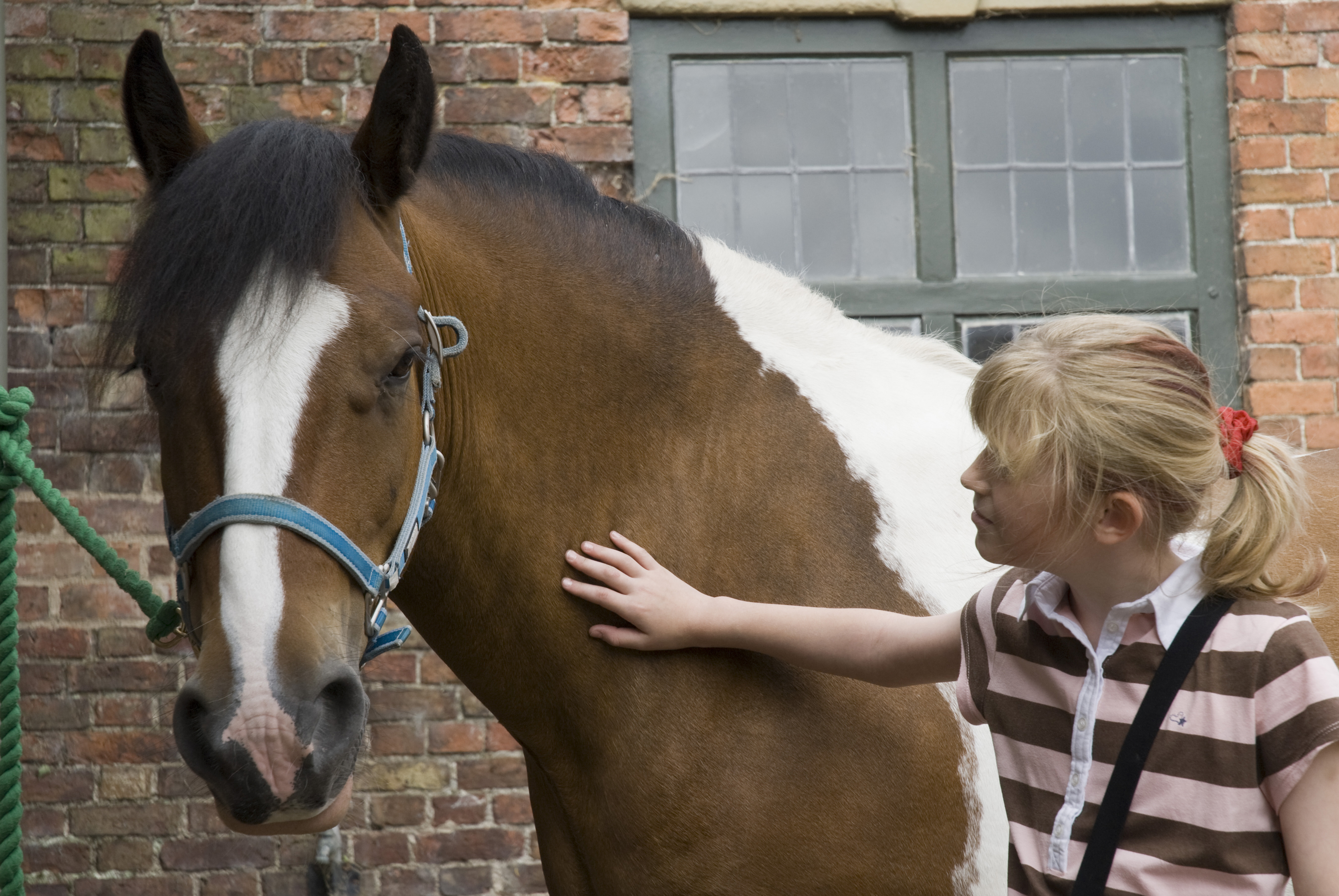 Make friends with the horses on the Erddig equine walks (Paul Harris/National Trust Images/PA)