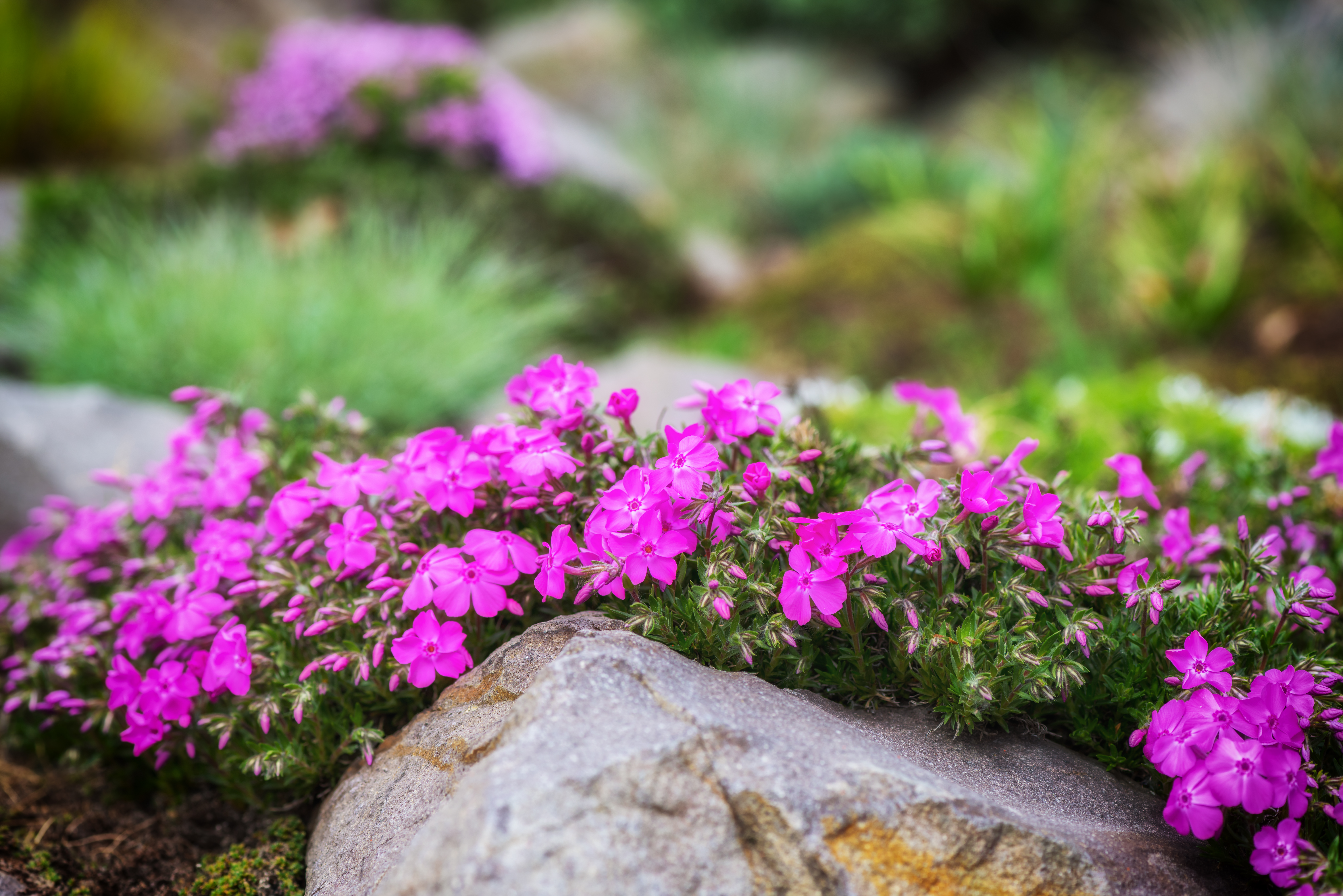 The rock garden was all the rage in the Twenties (iStock/PA)