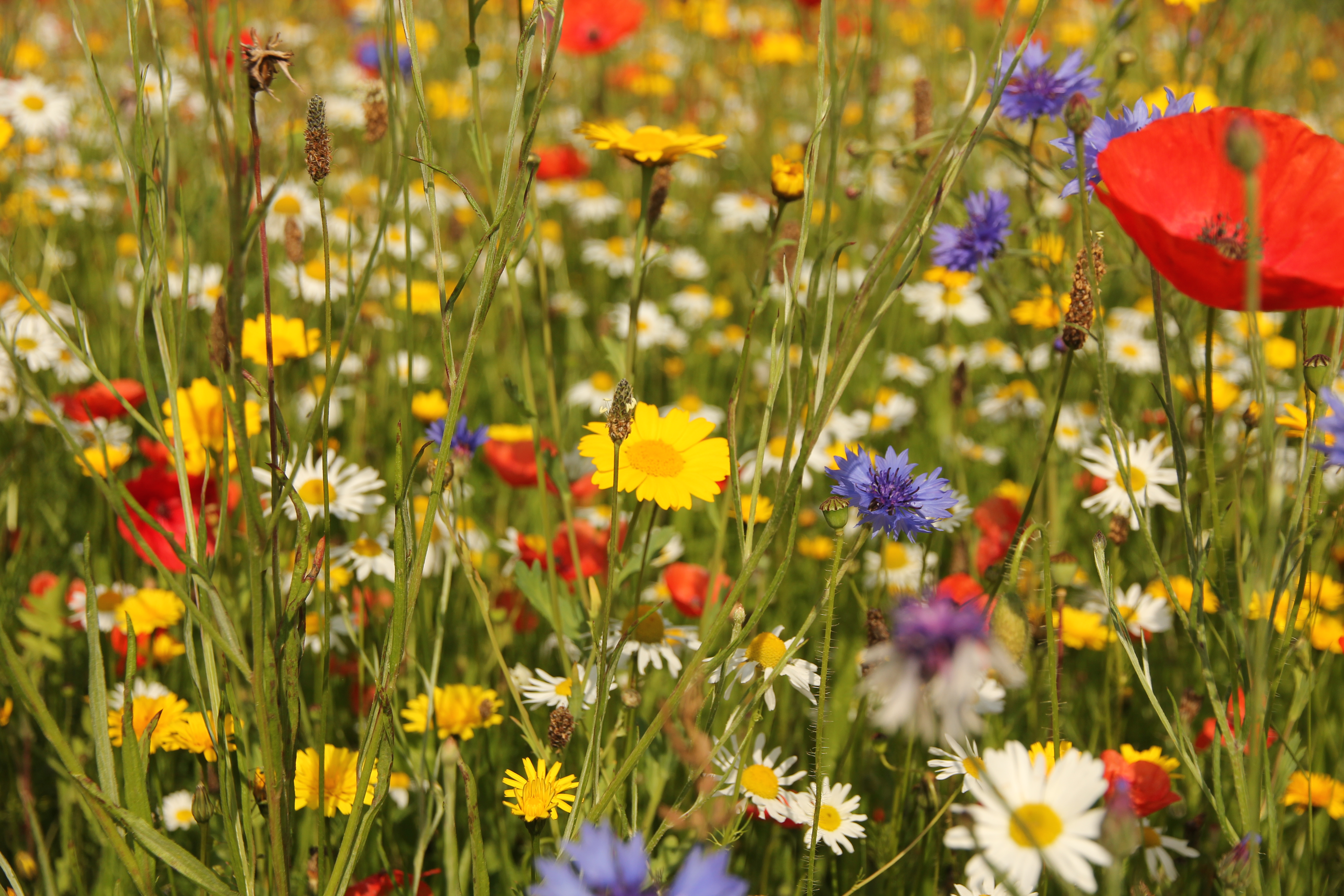 Wildflower planting became popular in the 1980s (iStock/PA)