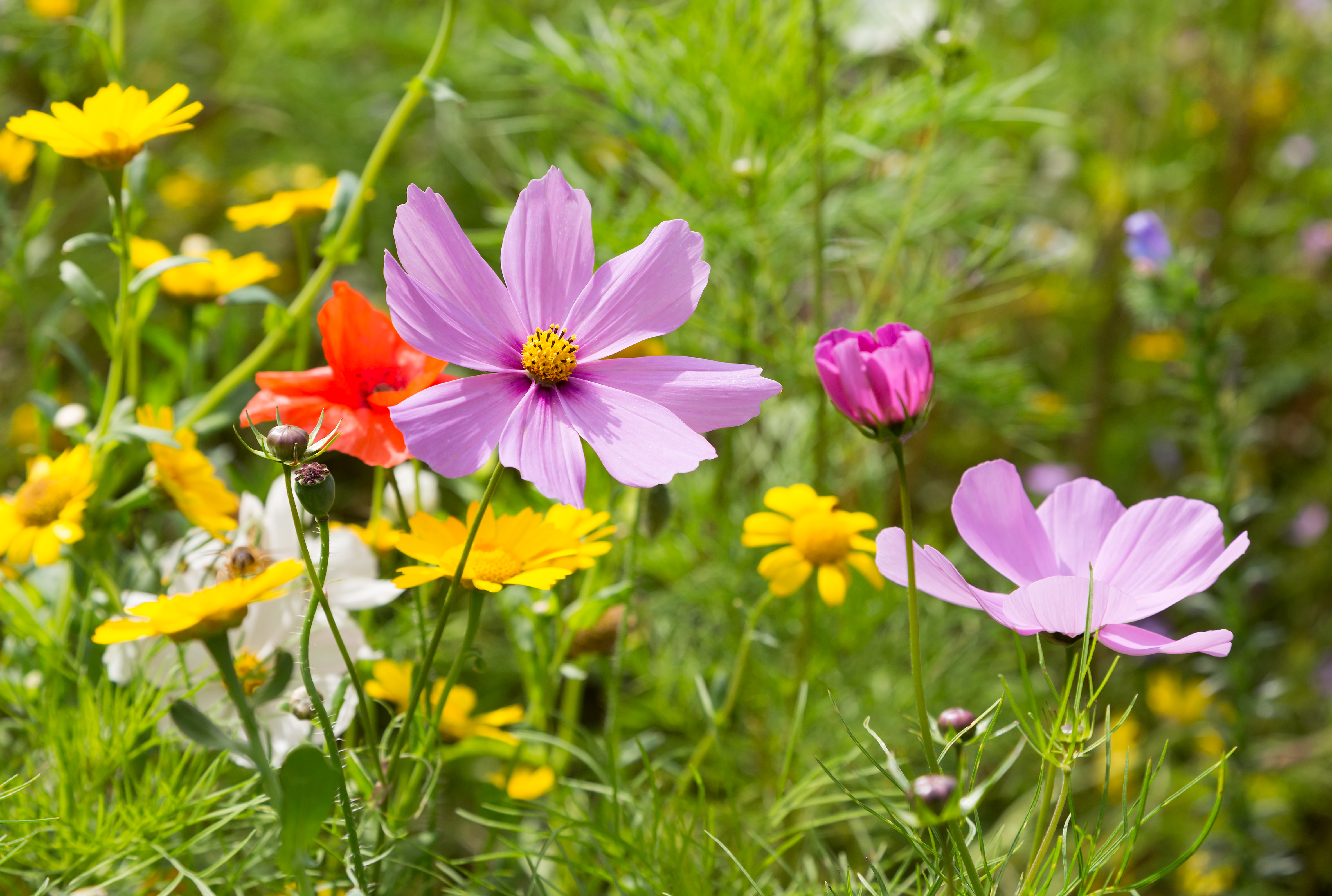 Choosing the right plant for the right place has become a priority (iStock/PA)