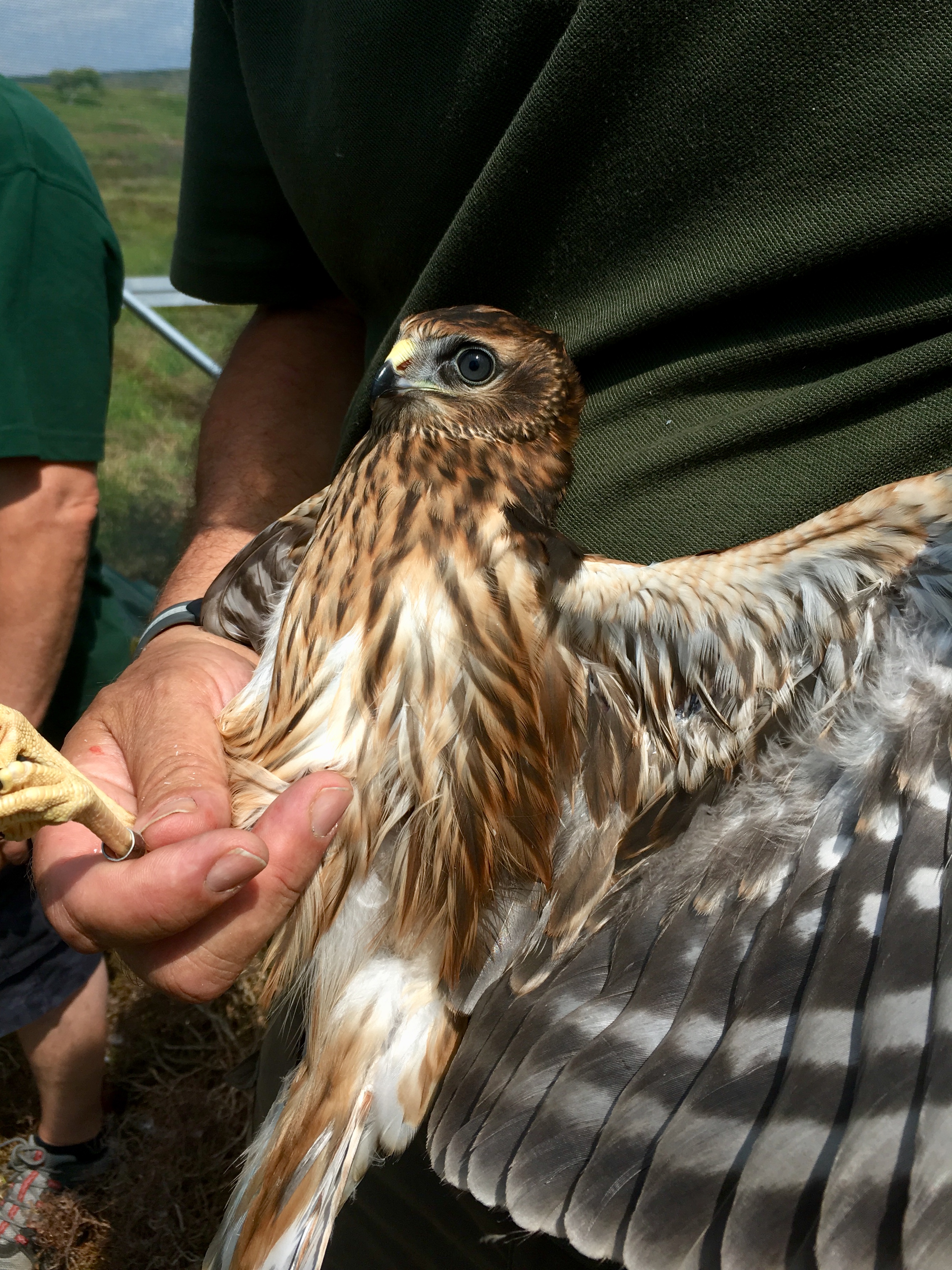 Young hen harriers are tagged so experts can follow their progress (Natural England/PA)