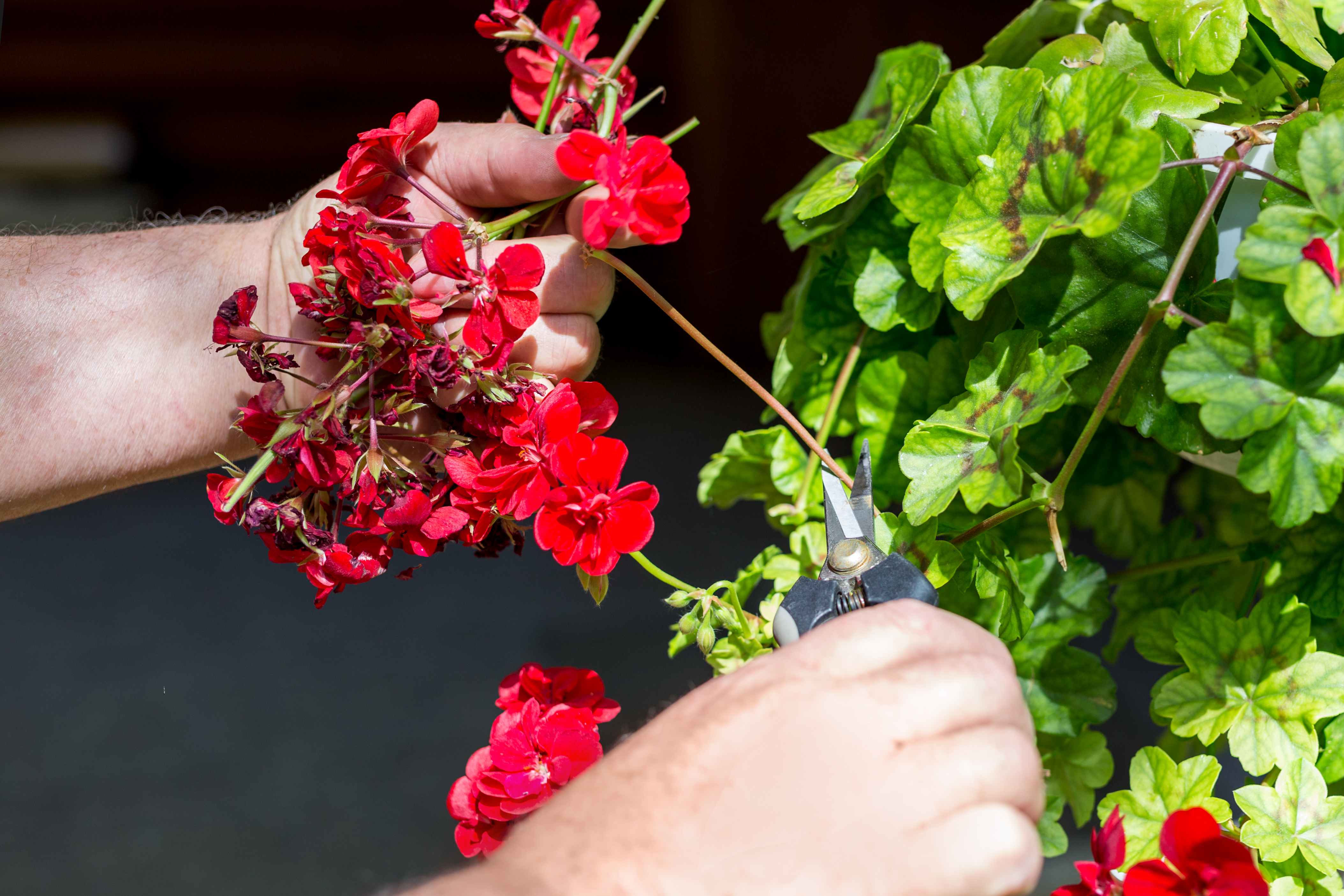 Deadhead plants including pelargoniums (iStock/PA)