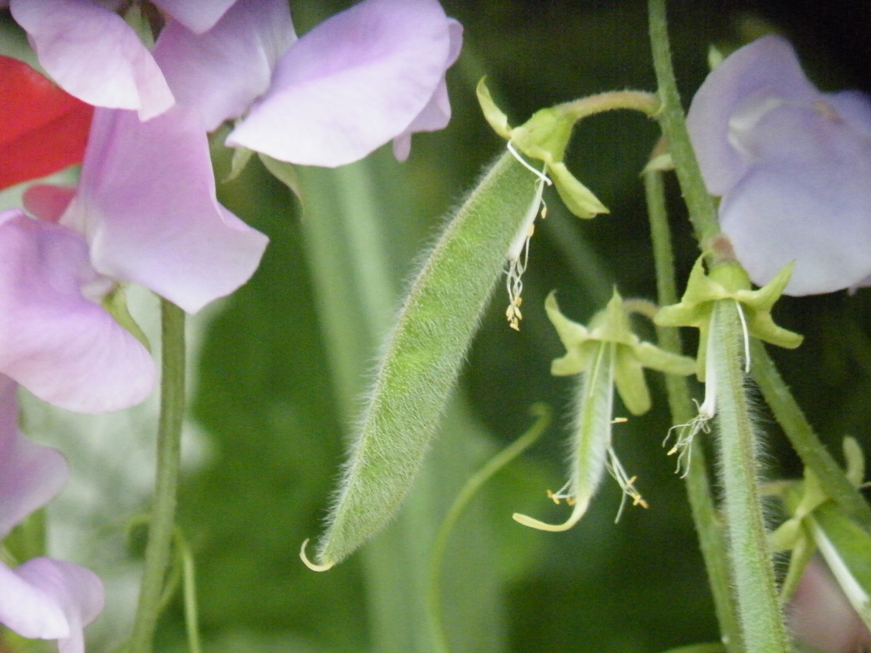 Cut sweet peas for the house and remove the pods to encourage further flowers (iStock/PA)