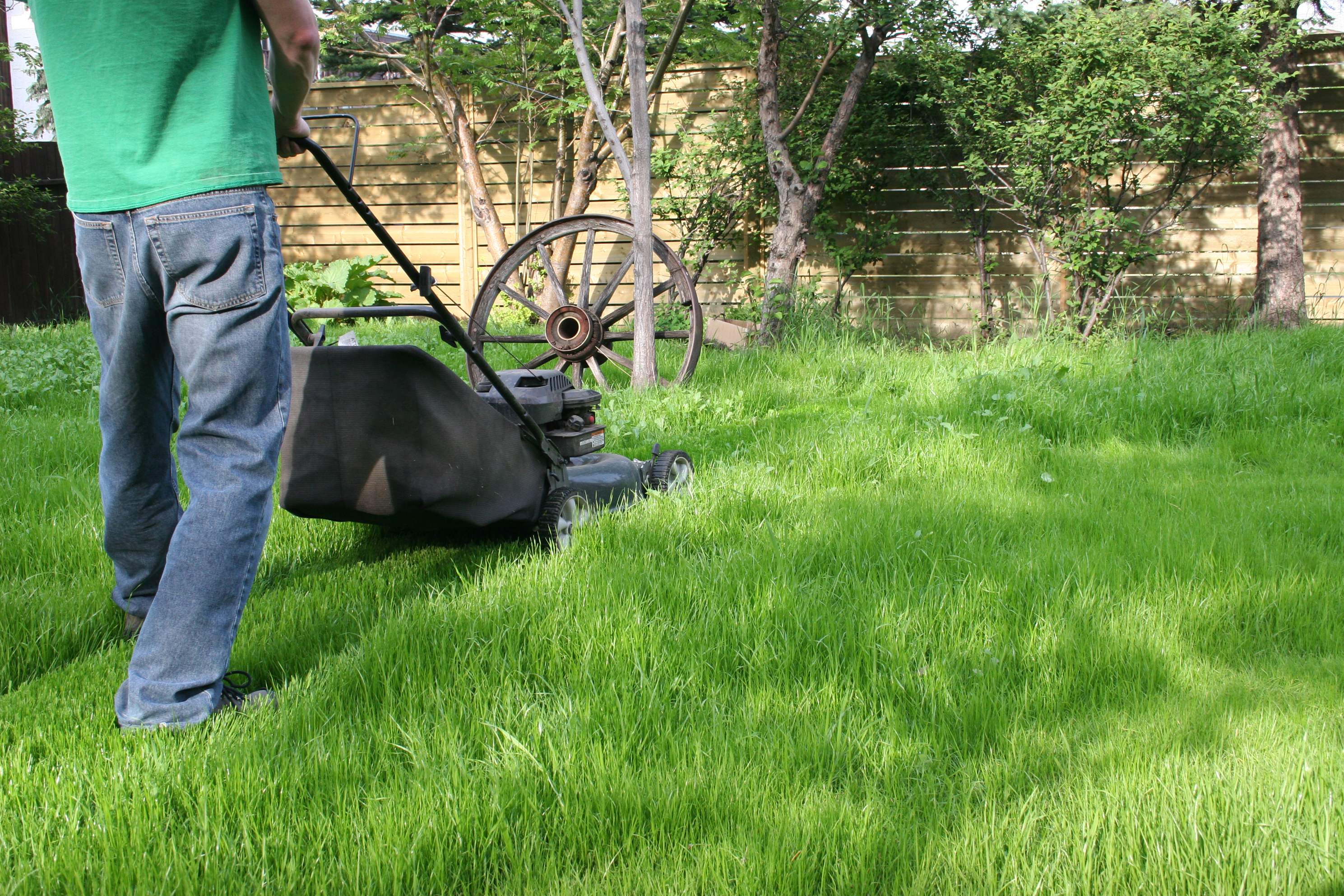 If you are mowing long grass, keep blades high initially (iStock/PA)