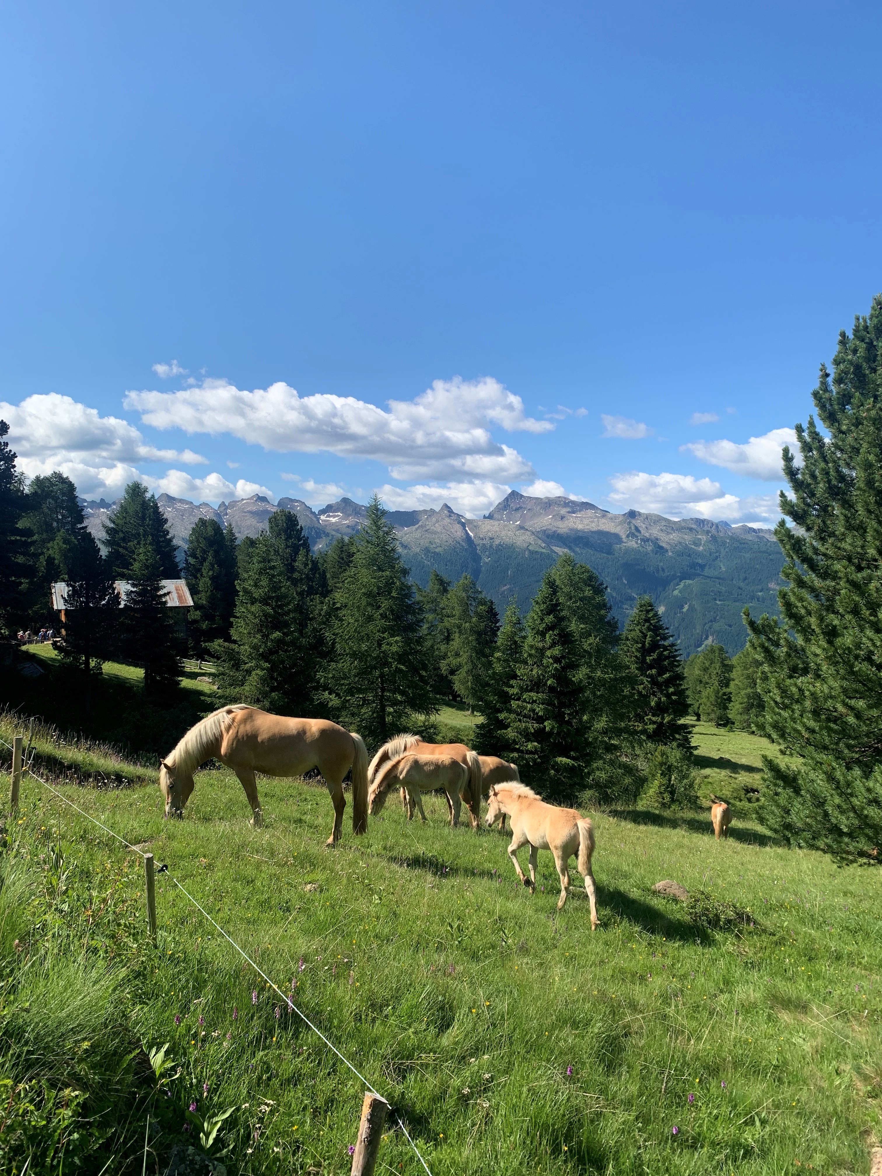 Halfinger ponies