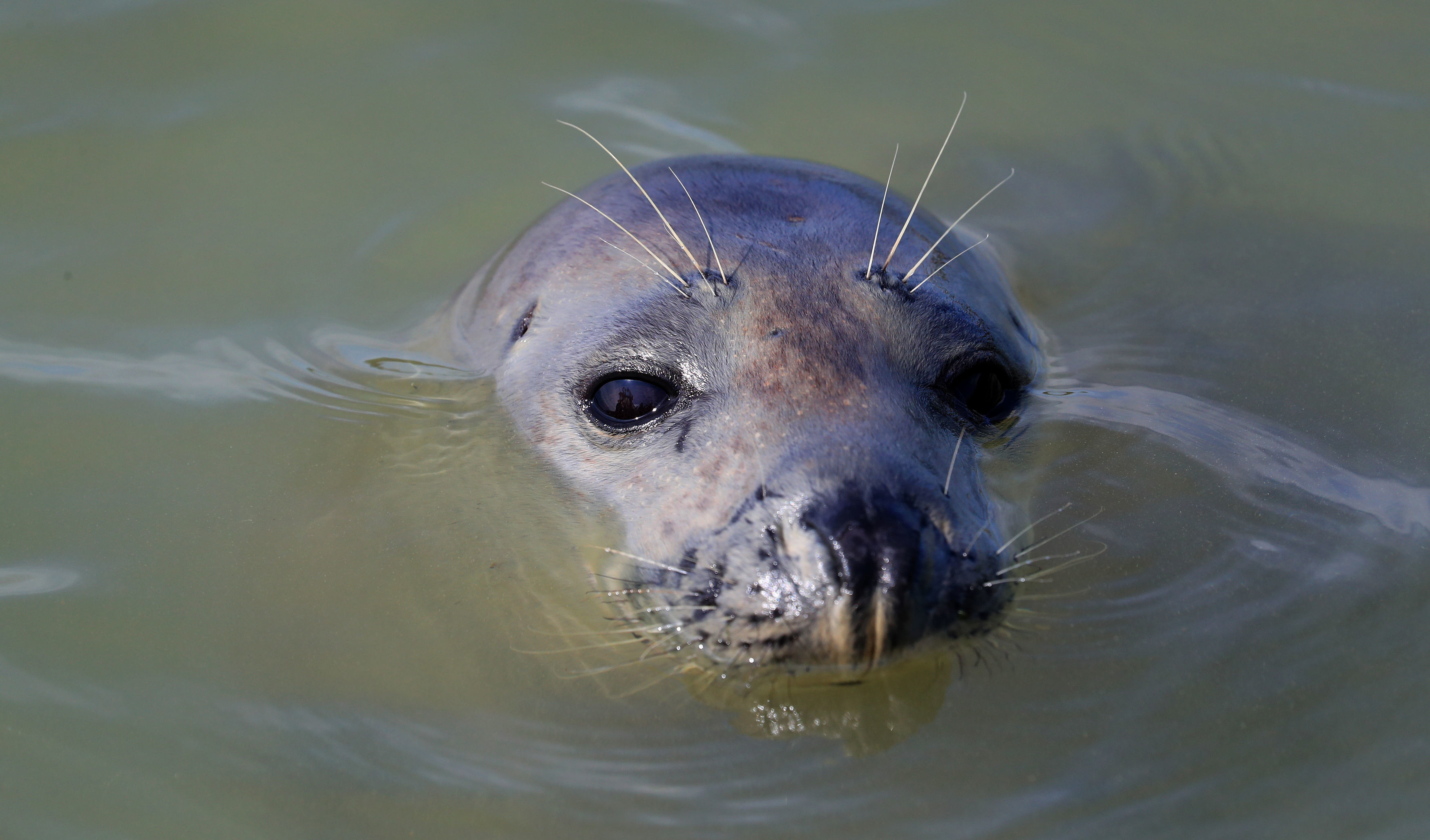 Seals are the top of the food chain so their presence in the Thames is a good sign of its health (Gareth Fuller/PA)
