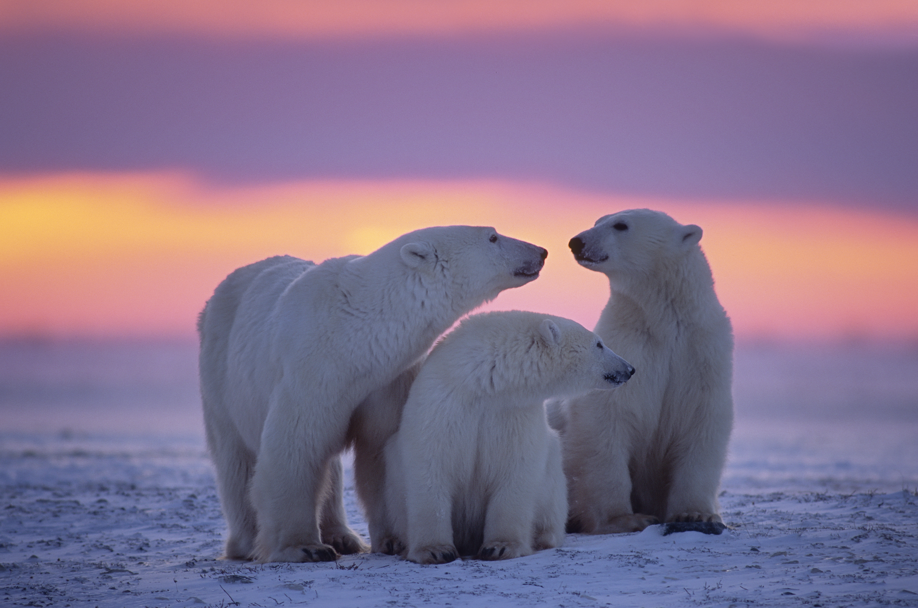 Polar bear family