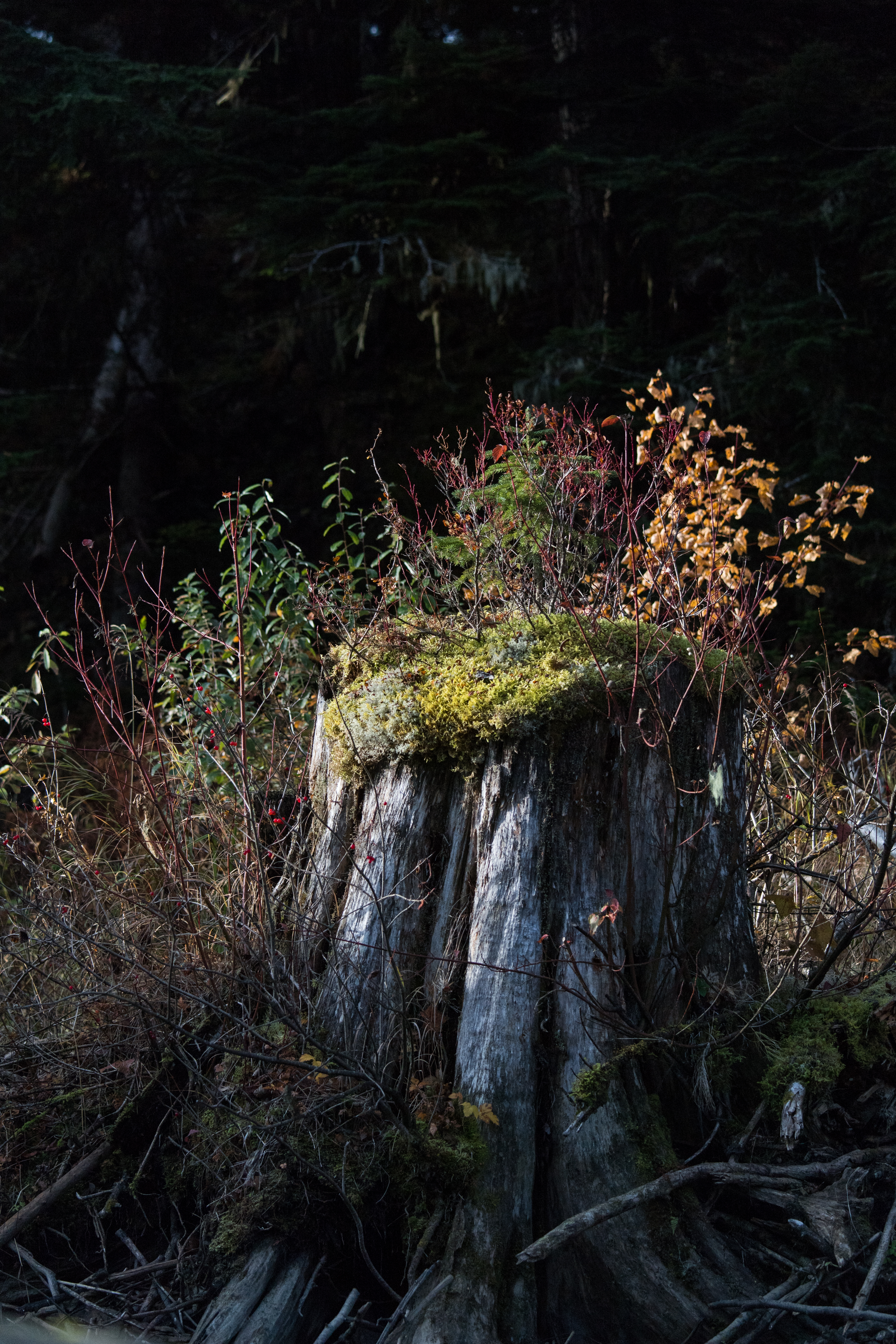 New life sprouting from a tree stump on the Mitchell River (Sarah Marshall/PA)