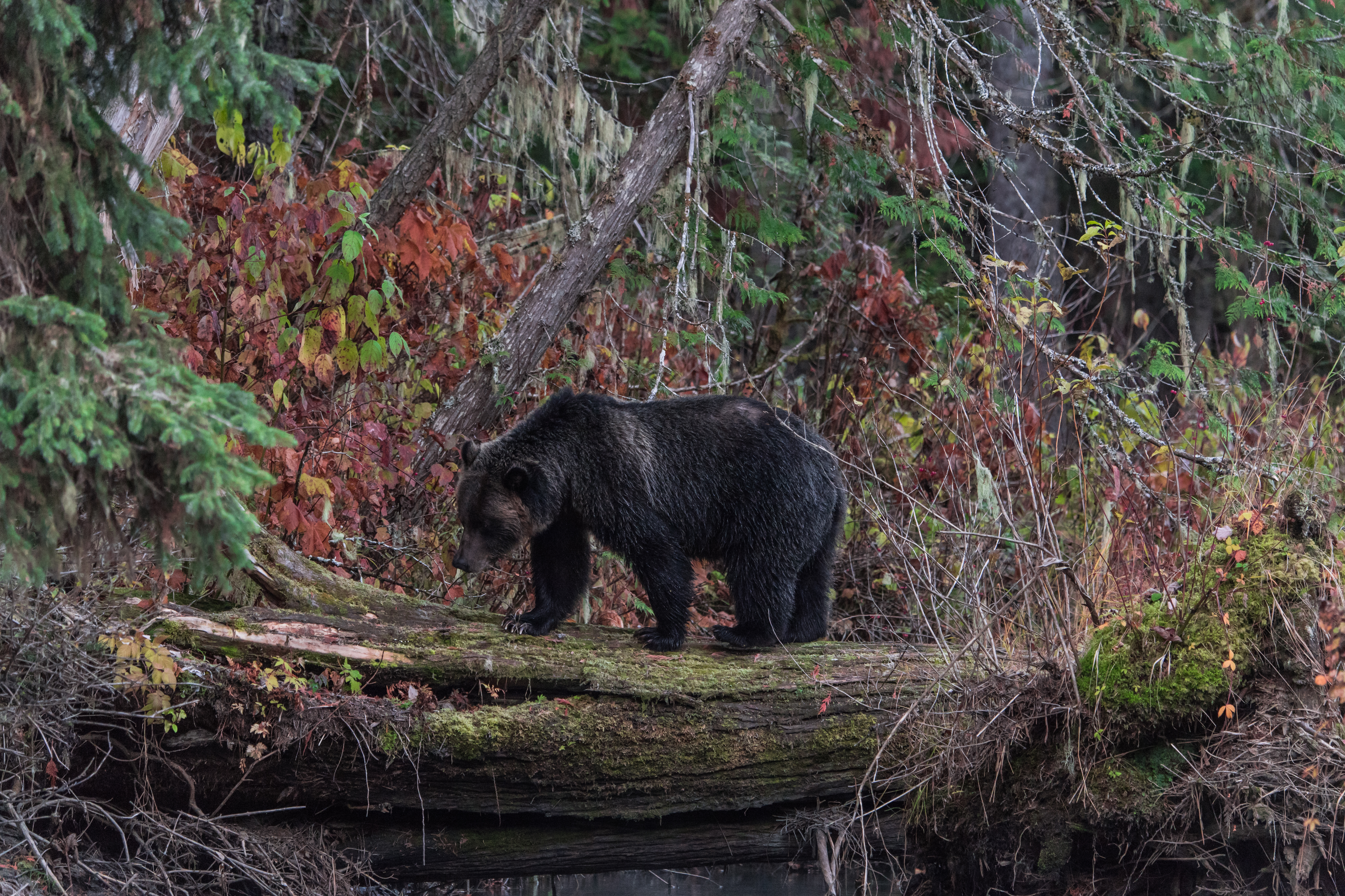 Henry, a grizzly, fishing on the Mitchell River (Sarah Marshall/PA)