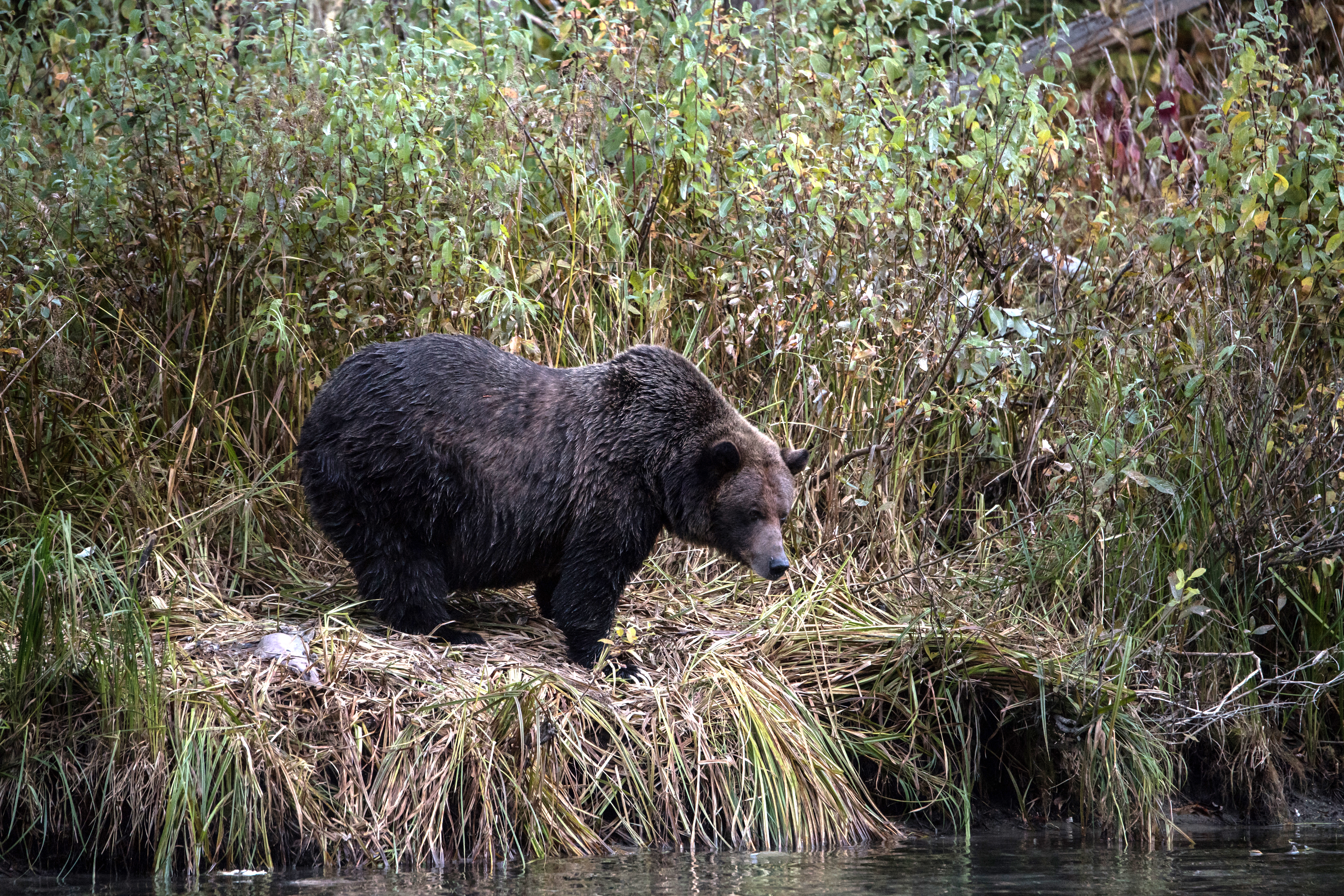 Jethro fishing on the Mitchell River (Sarah Marshall/PA)