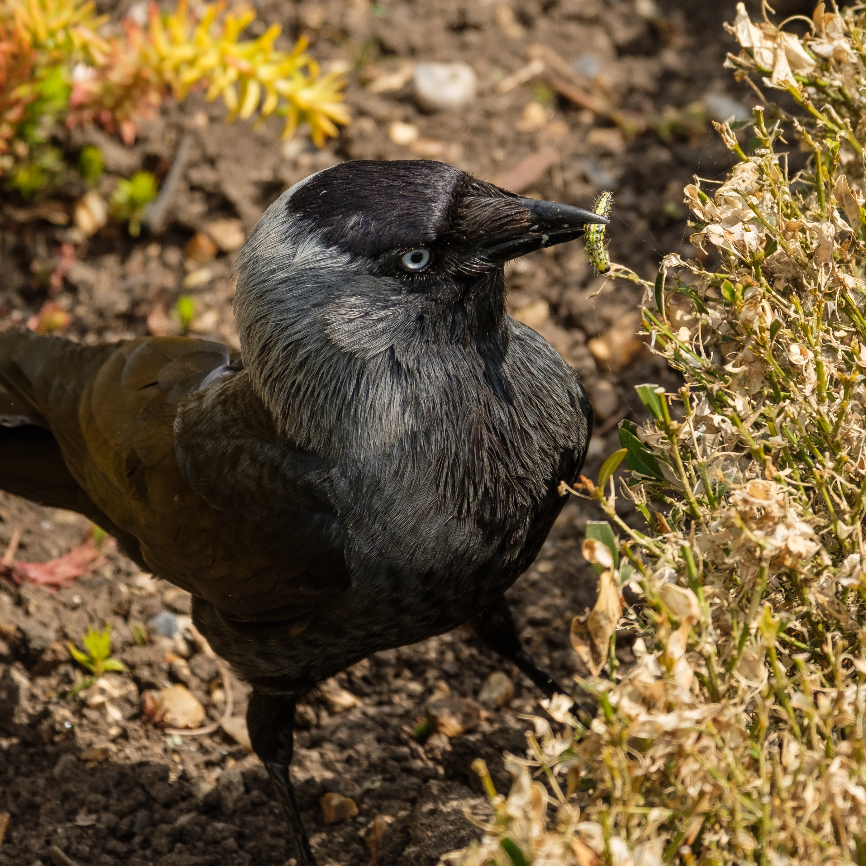 The jackdaws appear to have developed a taste for the invasive caterpillars (Chris Davies/National Trust/PA)