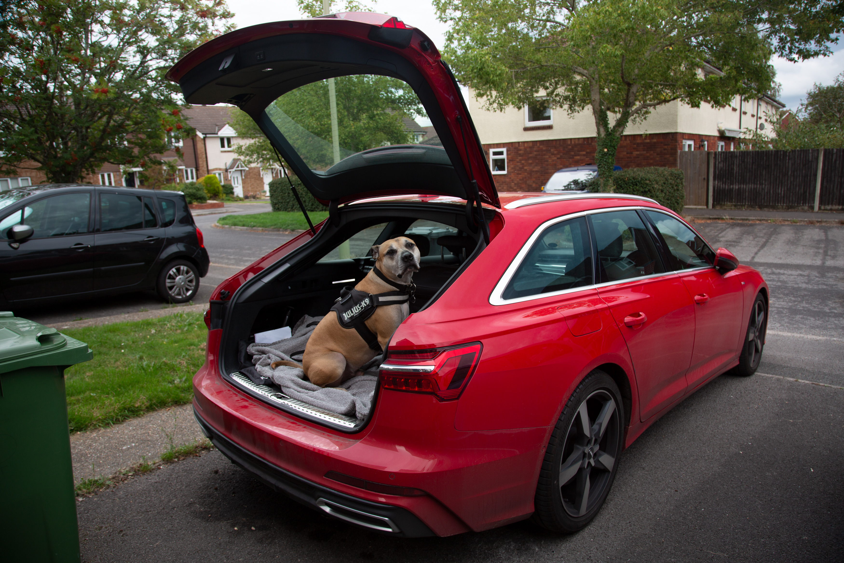 The A6 is a dog-friendly mode of transport