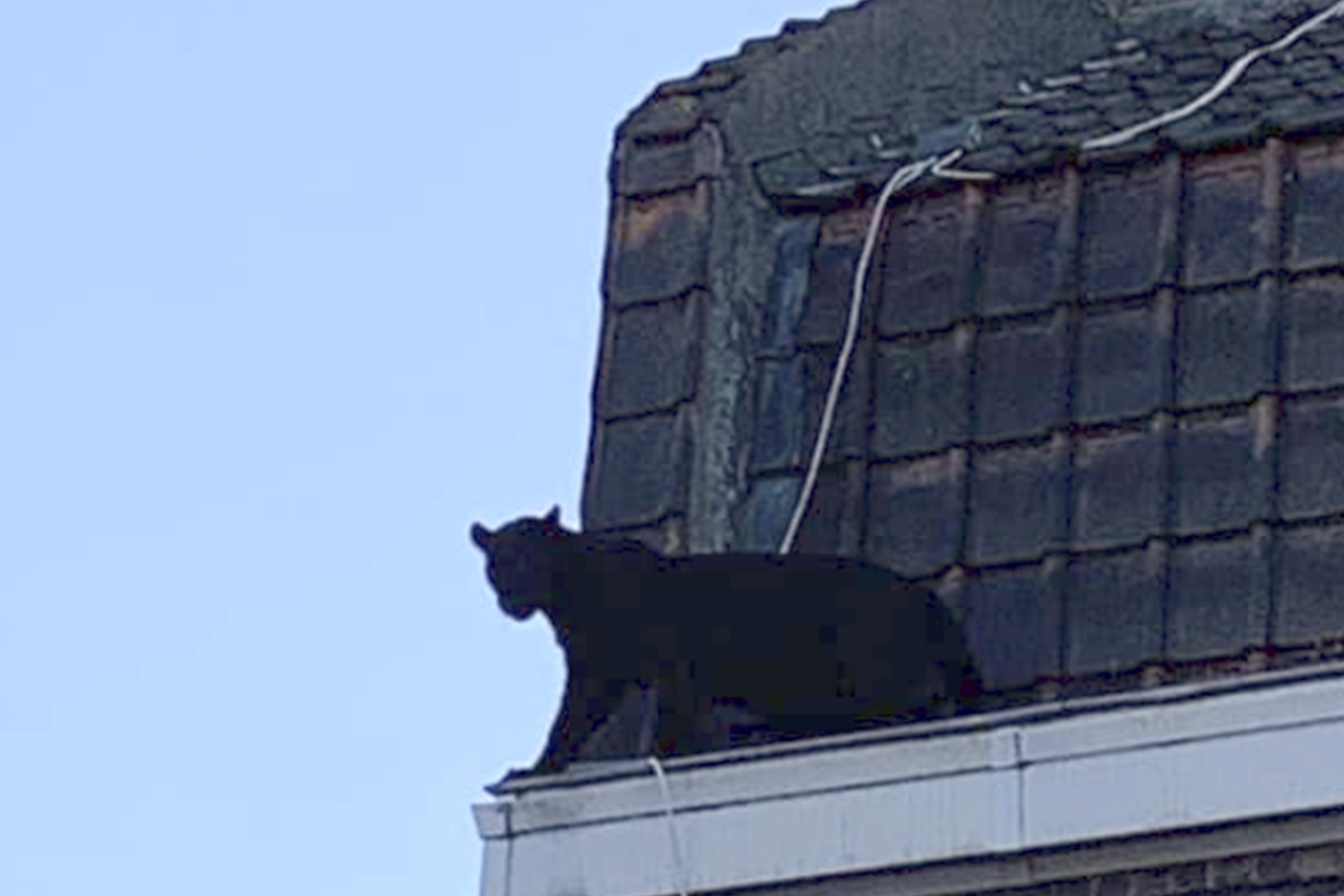 The panther stood at the edge of the roof