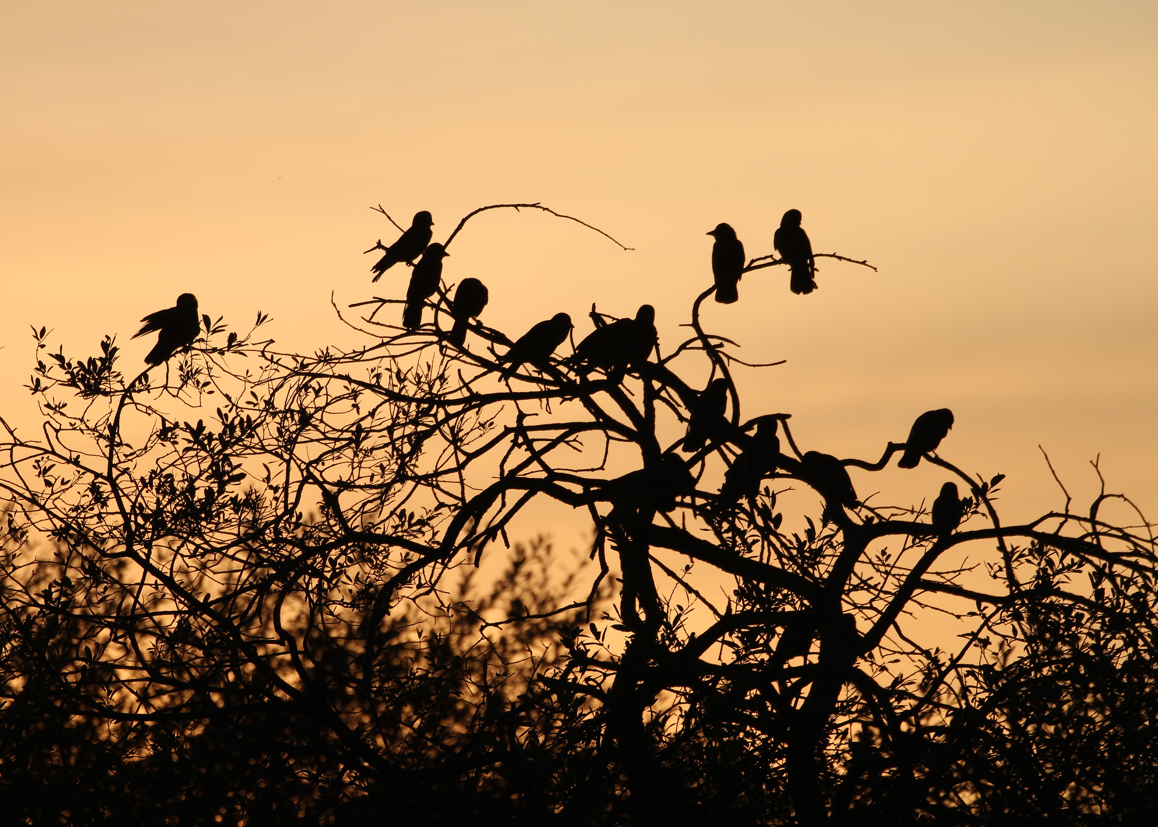 Jackdaws (Alan McCarthy/PA)
