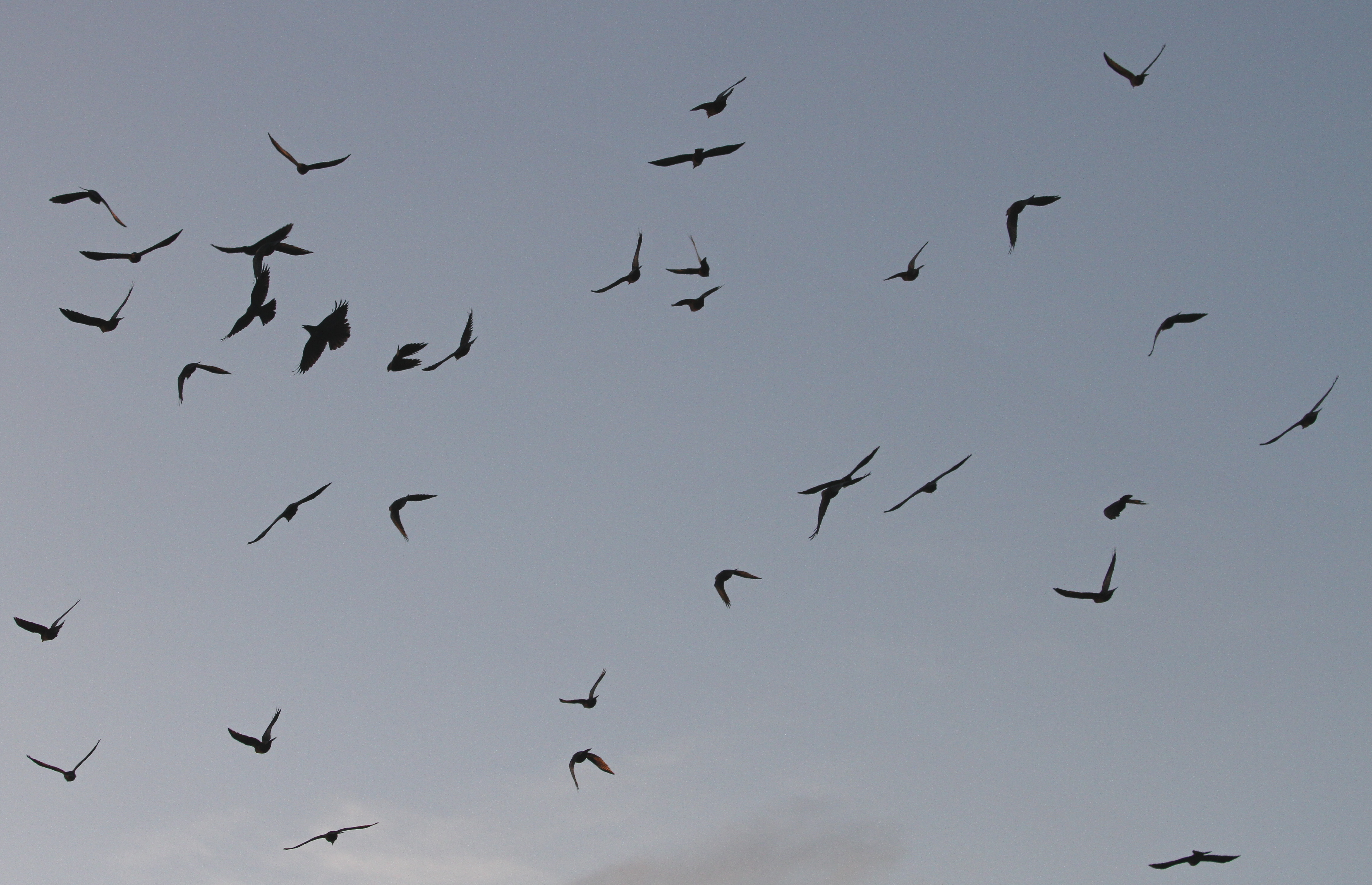 A flock of Jackdaws (Alan McCarthy/PA)