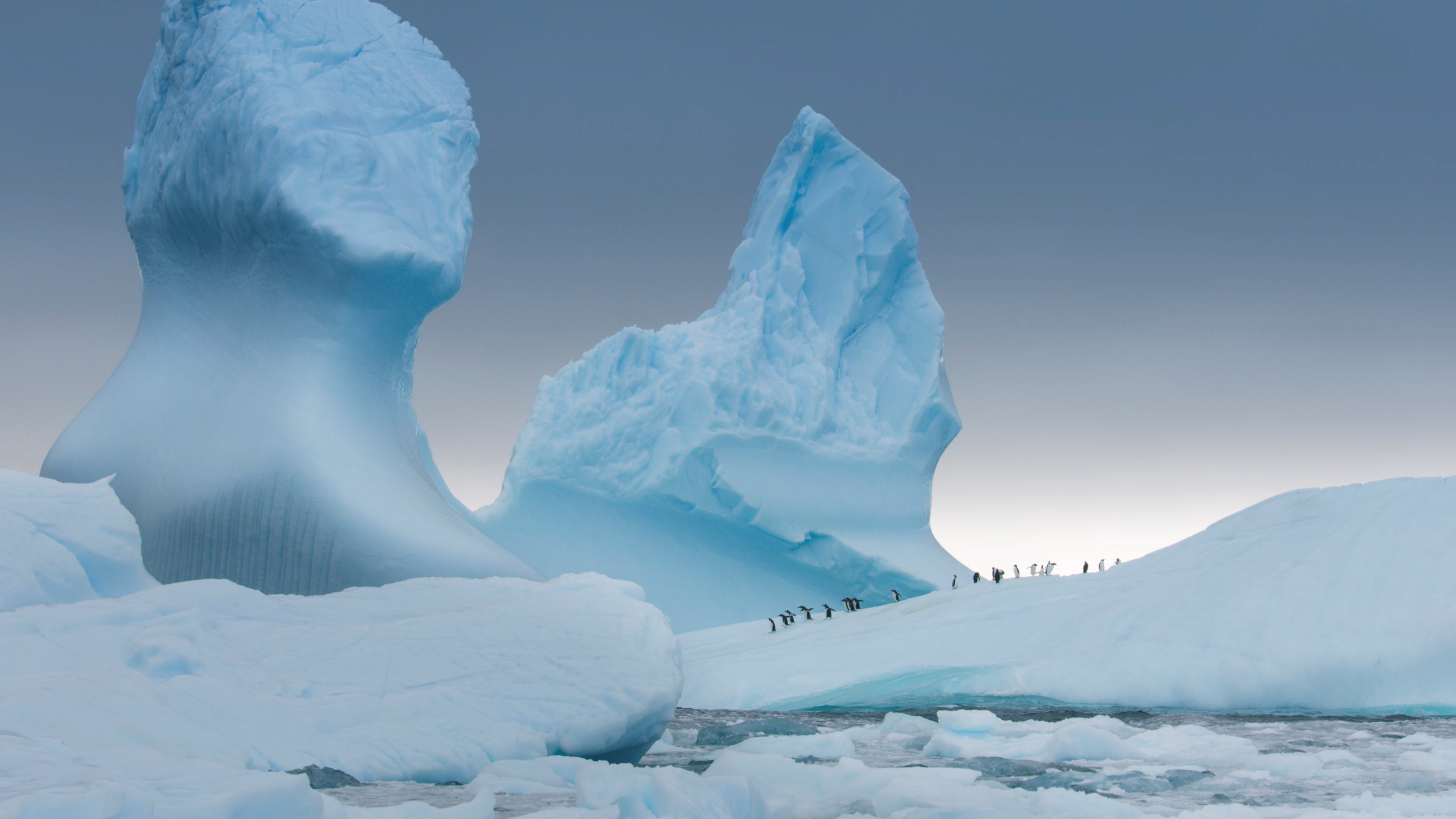Gentoo penguins gather on an iceberg before heading out to sea to feed in the Antarctica episode of Seven Worlds, One Planet 