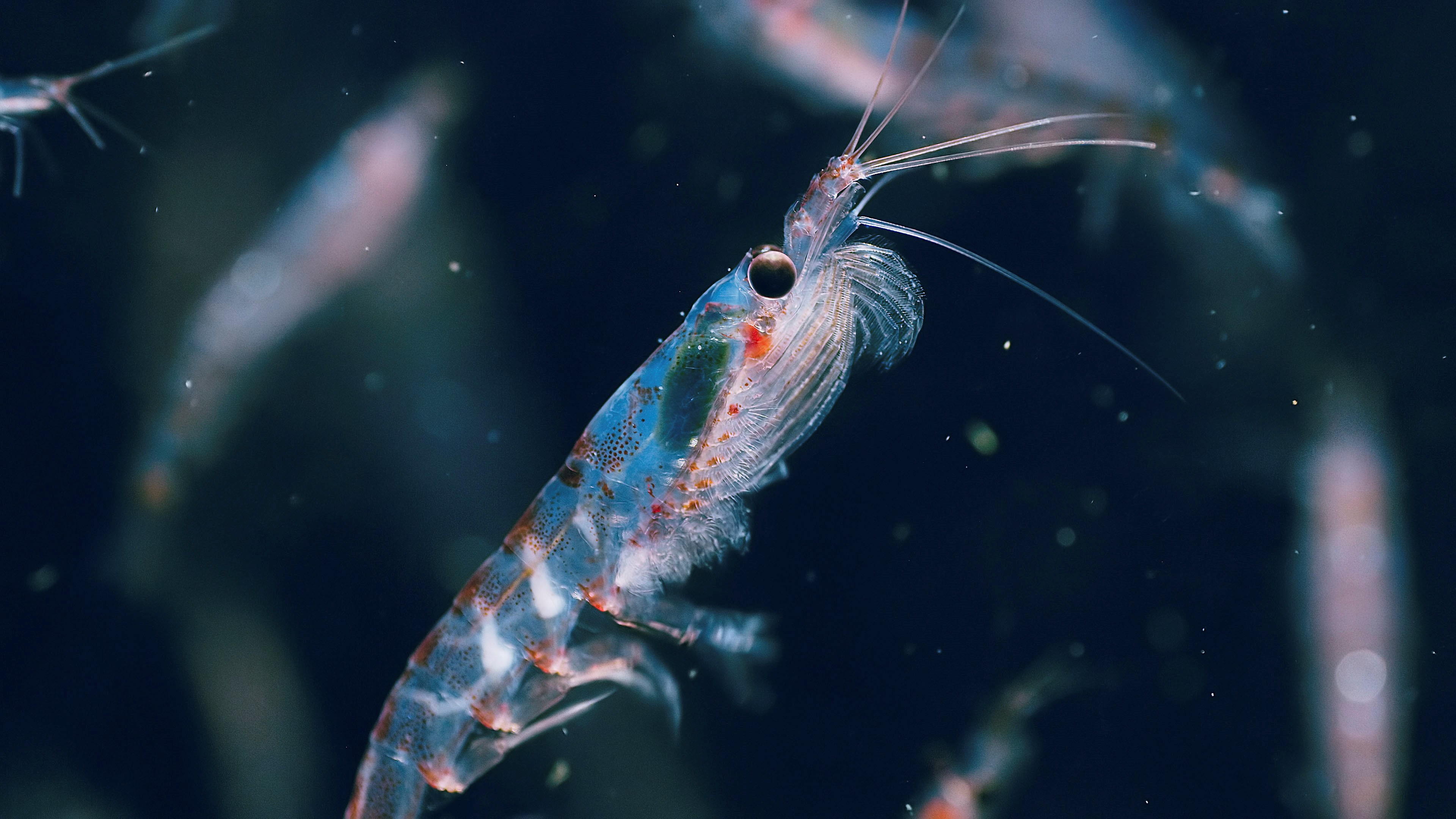 Antarctic krill in Seven Worlds, One Planet
