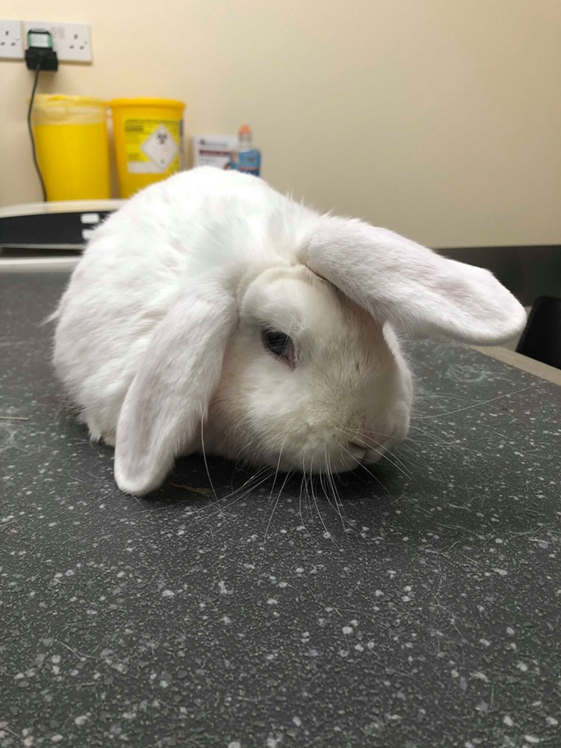 Wonky the rabbit, who is looking for a home before Christmas