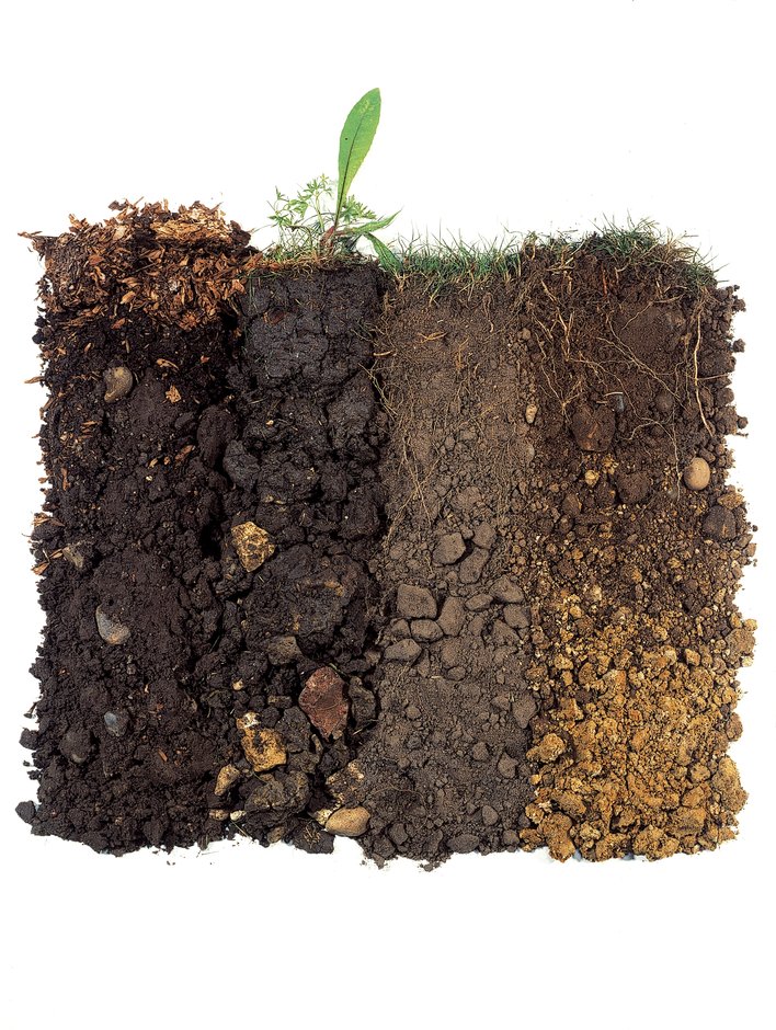 Healthy soil is also set to be a priority for gardeners in 2020, the RHS predicts (RHS/Tim Sandall/PA)