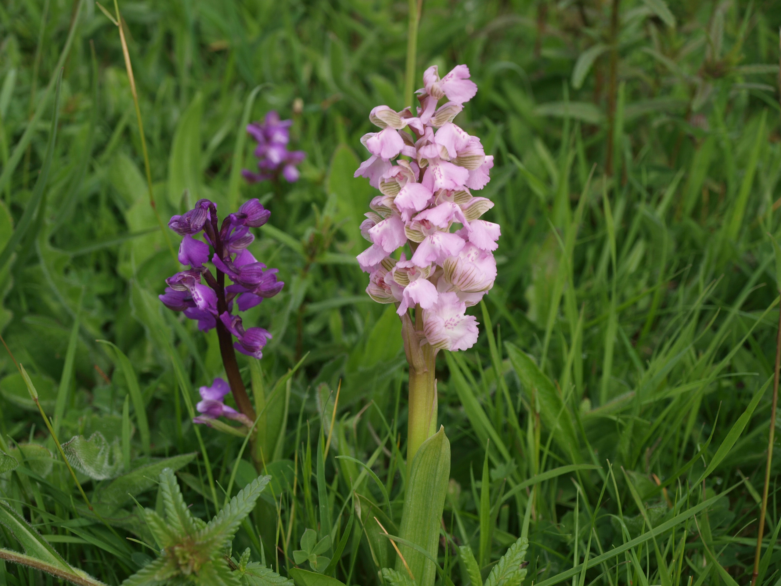 Orchids such as green-winged orchids did well (John Newbould/NT Images/PA)