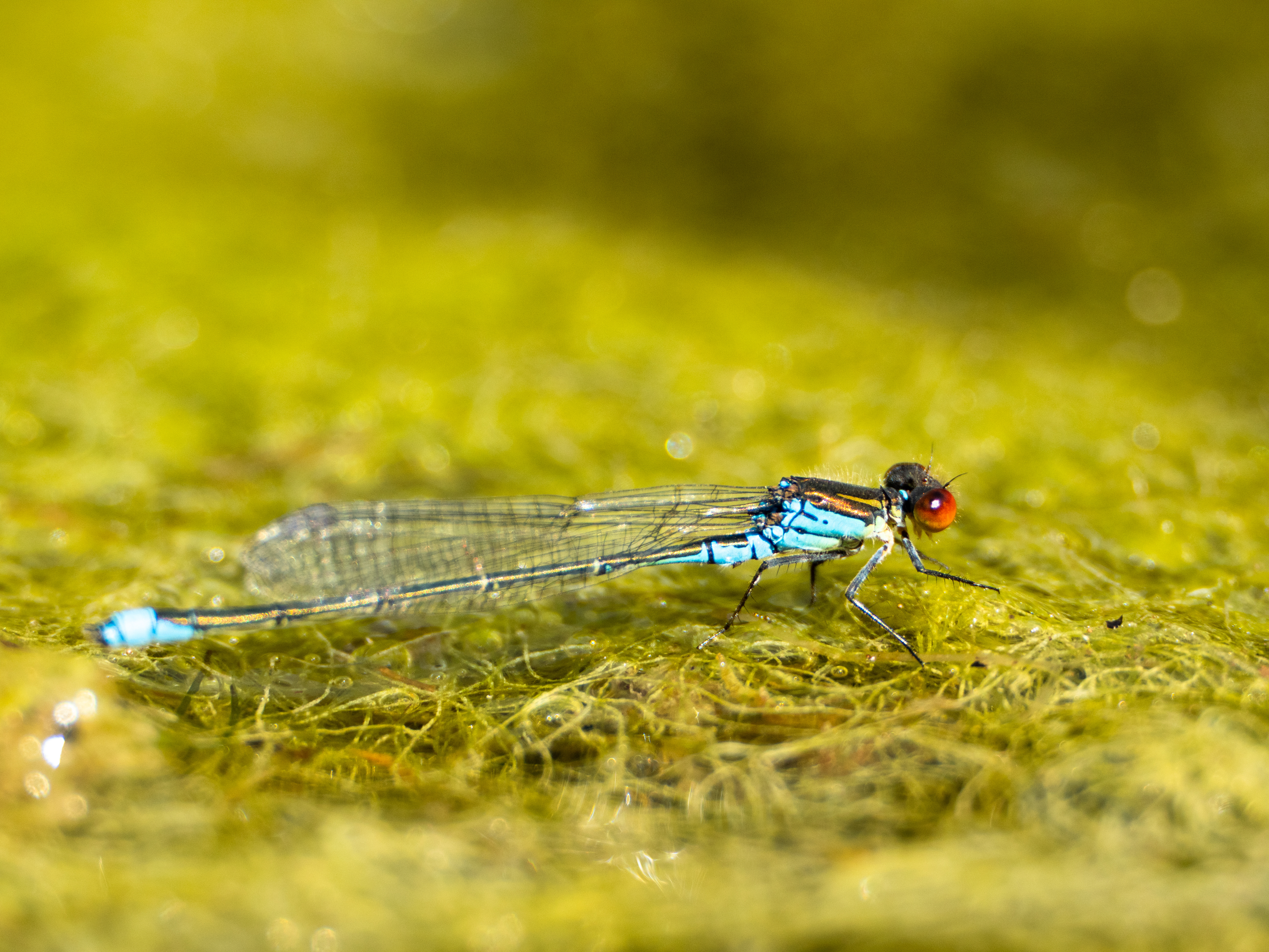 Small red-eyed damselfly, first recorded in the UK in 1999, made it north to Lancashire (Rod Coleman/NT Images/PA)