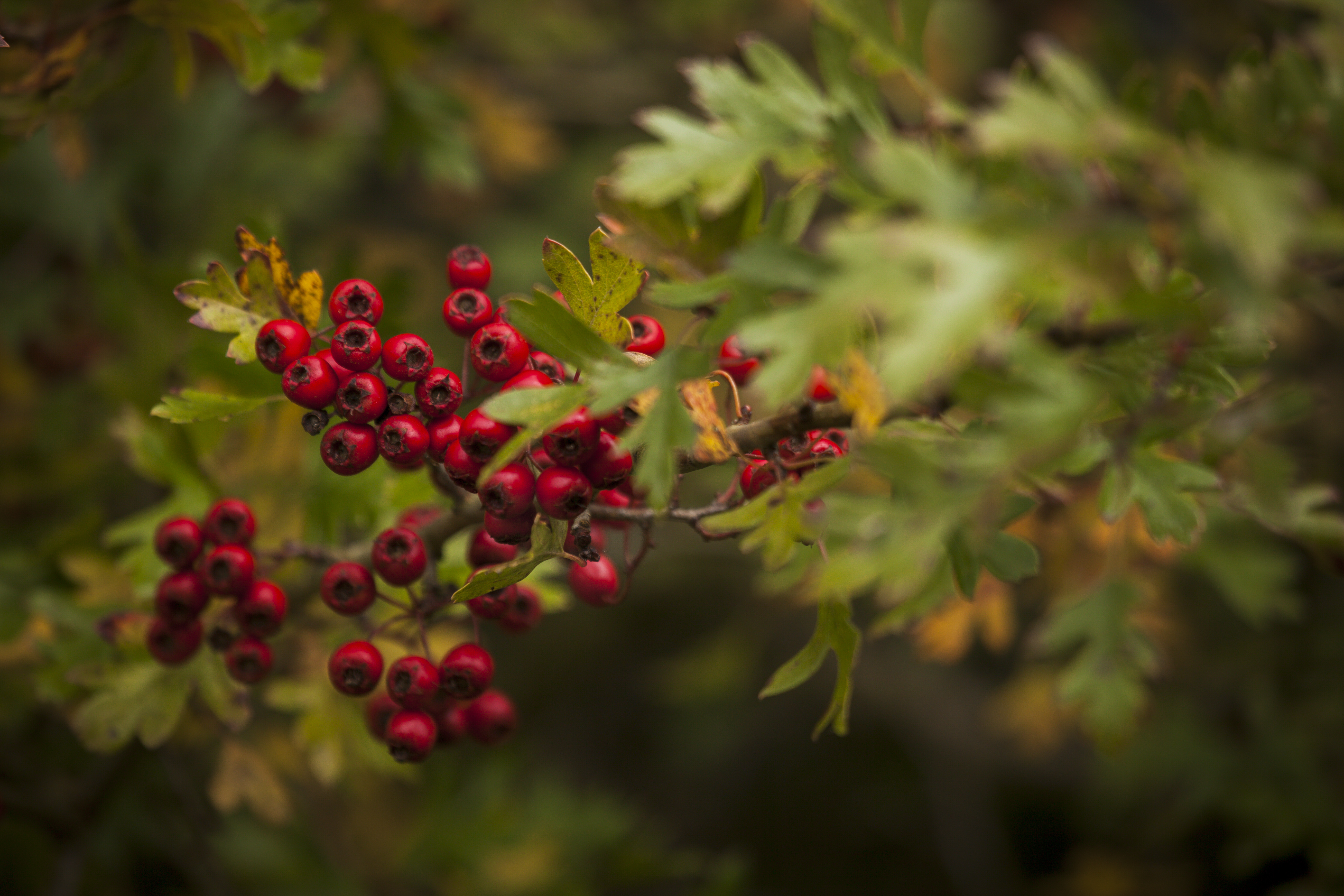 It was a mast or bumper year for nuts and berries (Justin Minns/National Trust Images/PA)