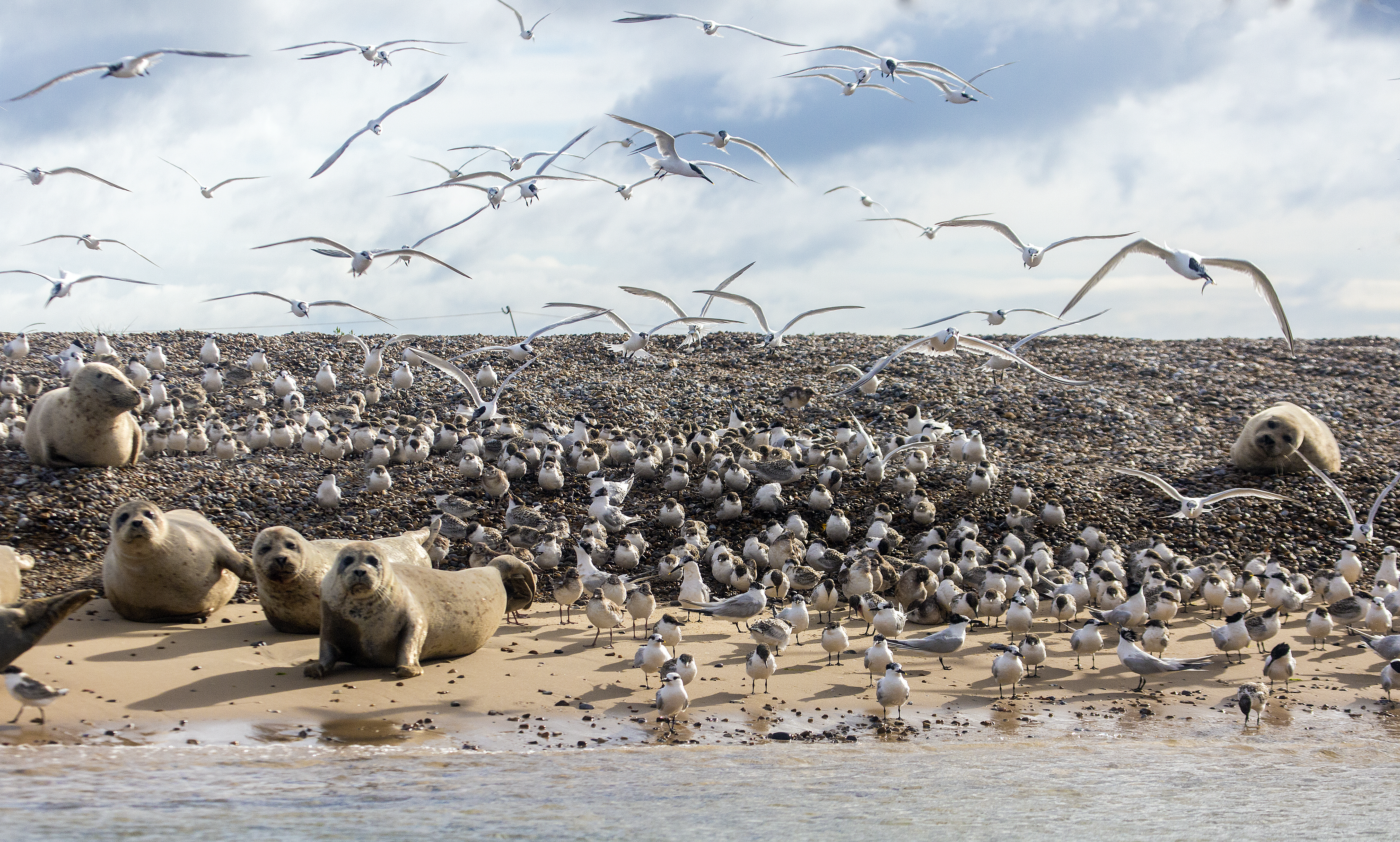 Common seals and Sandwich terns did well on Blakeney Point (NT Images/PA)