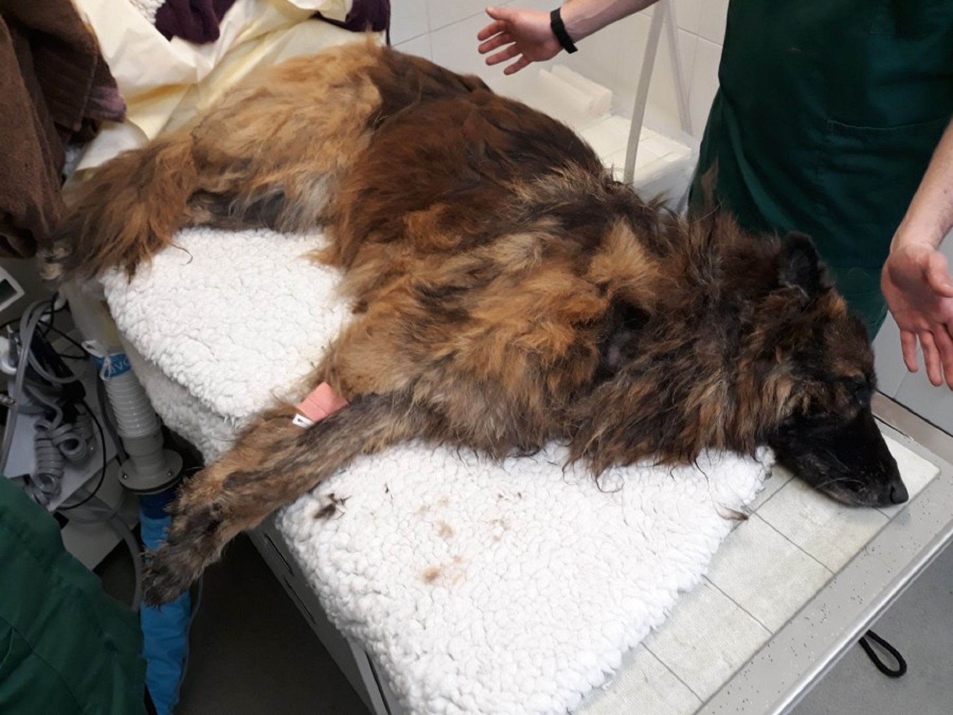 A Belgian Shepherd that was found drowning in the River Trent