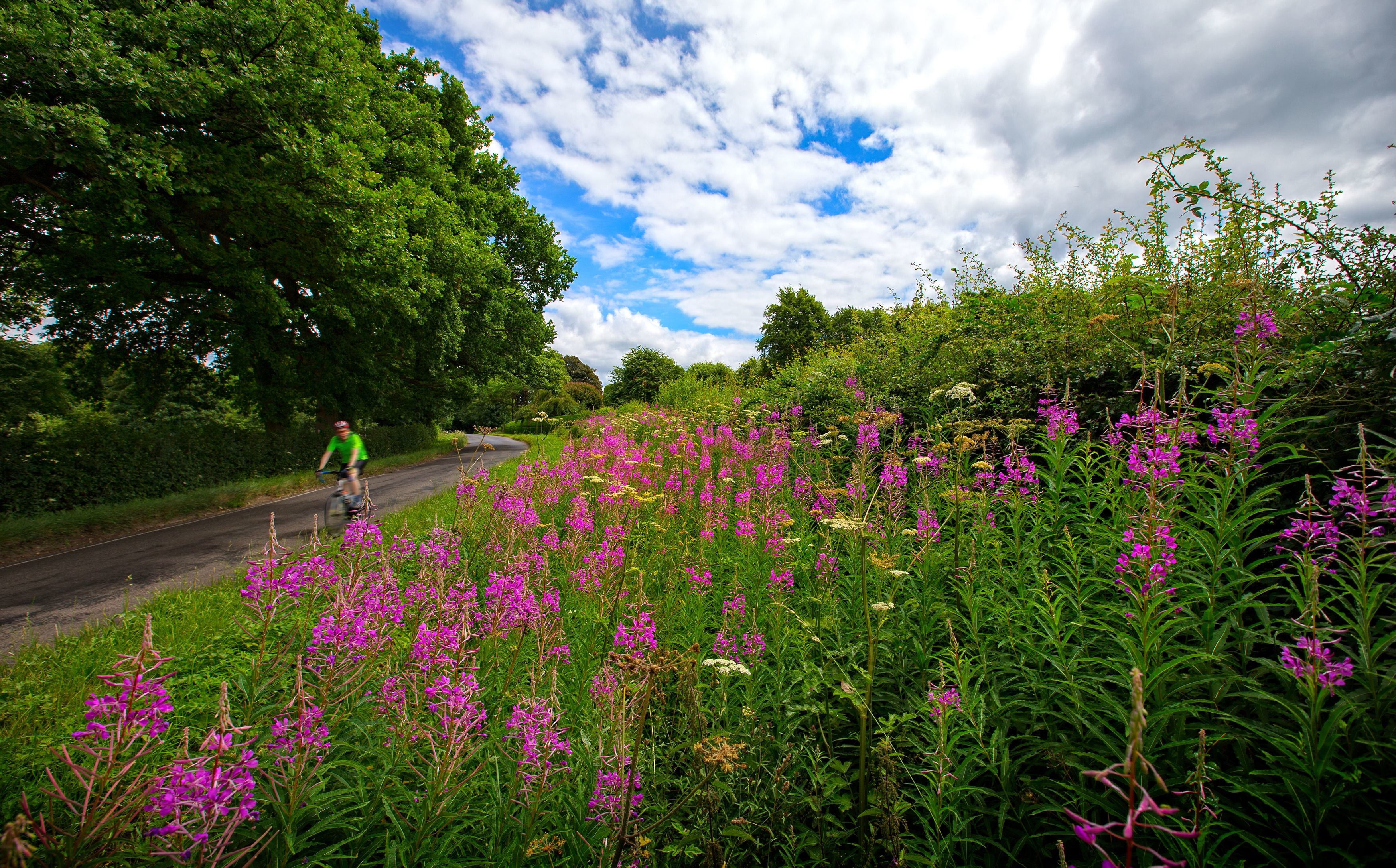 Wildflowers in a Surrey hedgerow