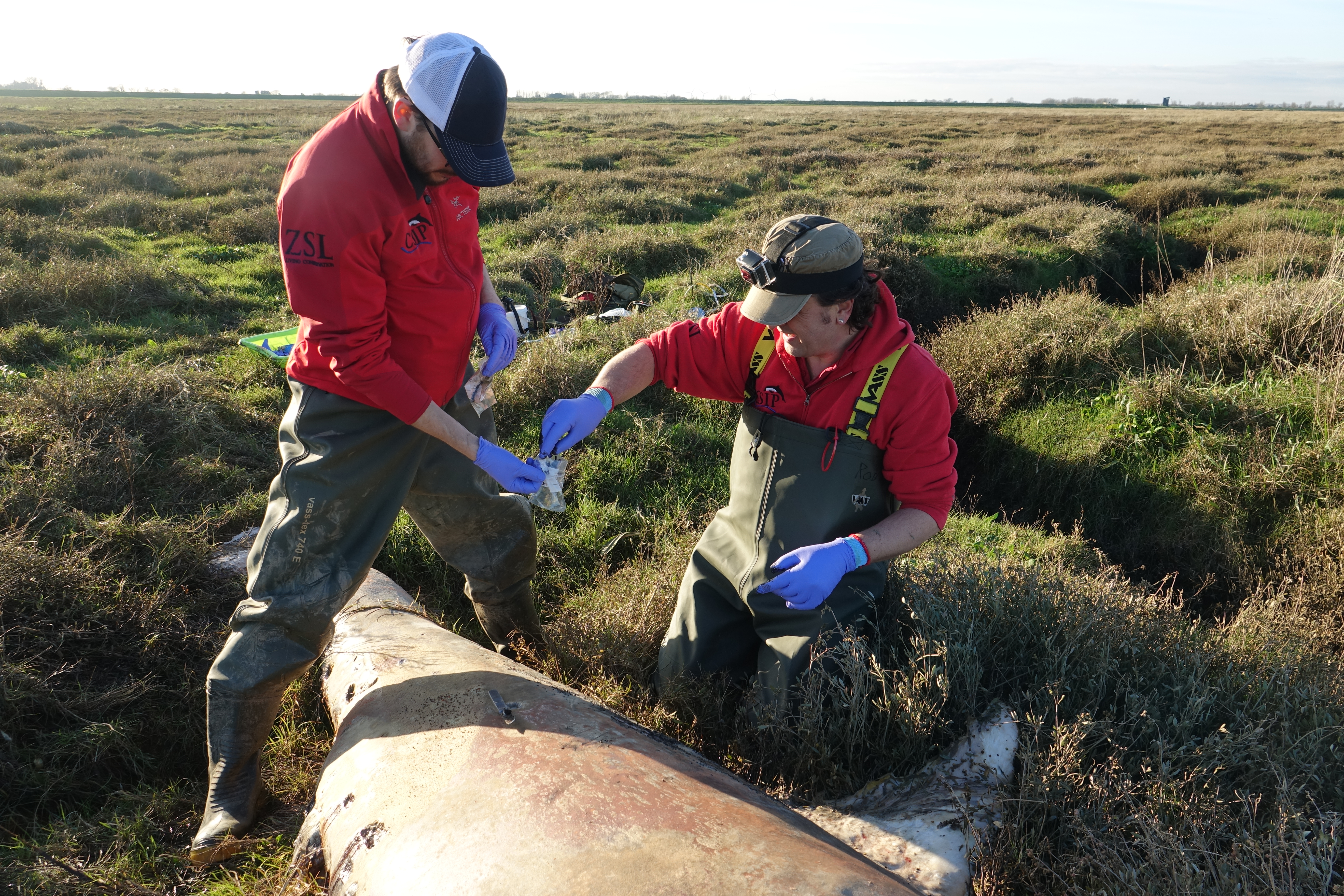 ZSL's Rob Deaville and Matt Perkins store samples for analysis in the lab (ZSL-CSIP/PA)