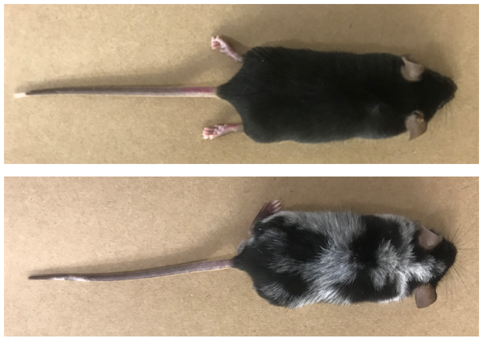 Mice submitted to pain-inducing experiment, which resulted in loss of pigmentation, compared to dark-coloured mice in the control group.