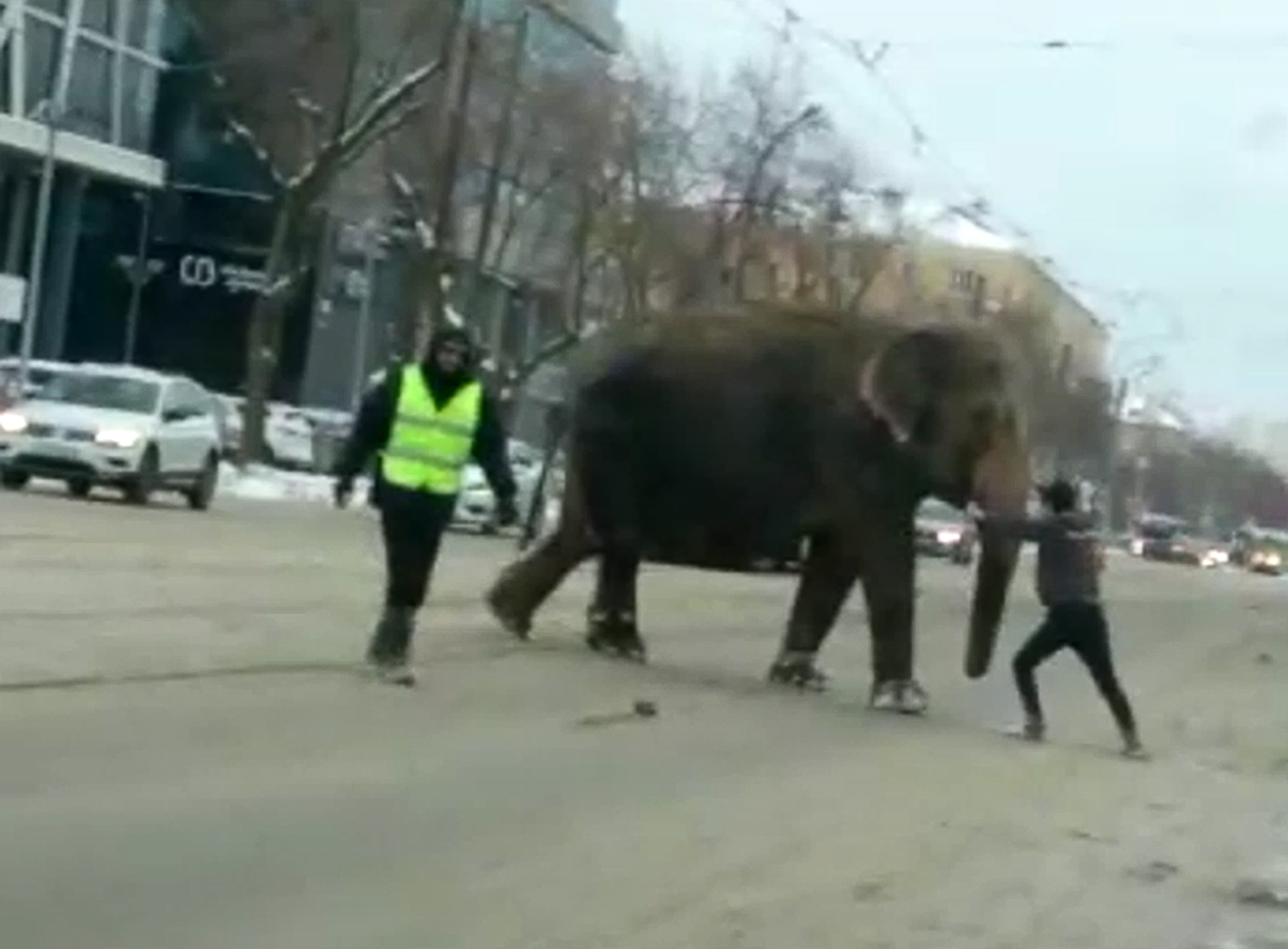 An elephant crosses the street in Yekaterinburg, Russia