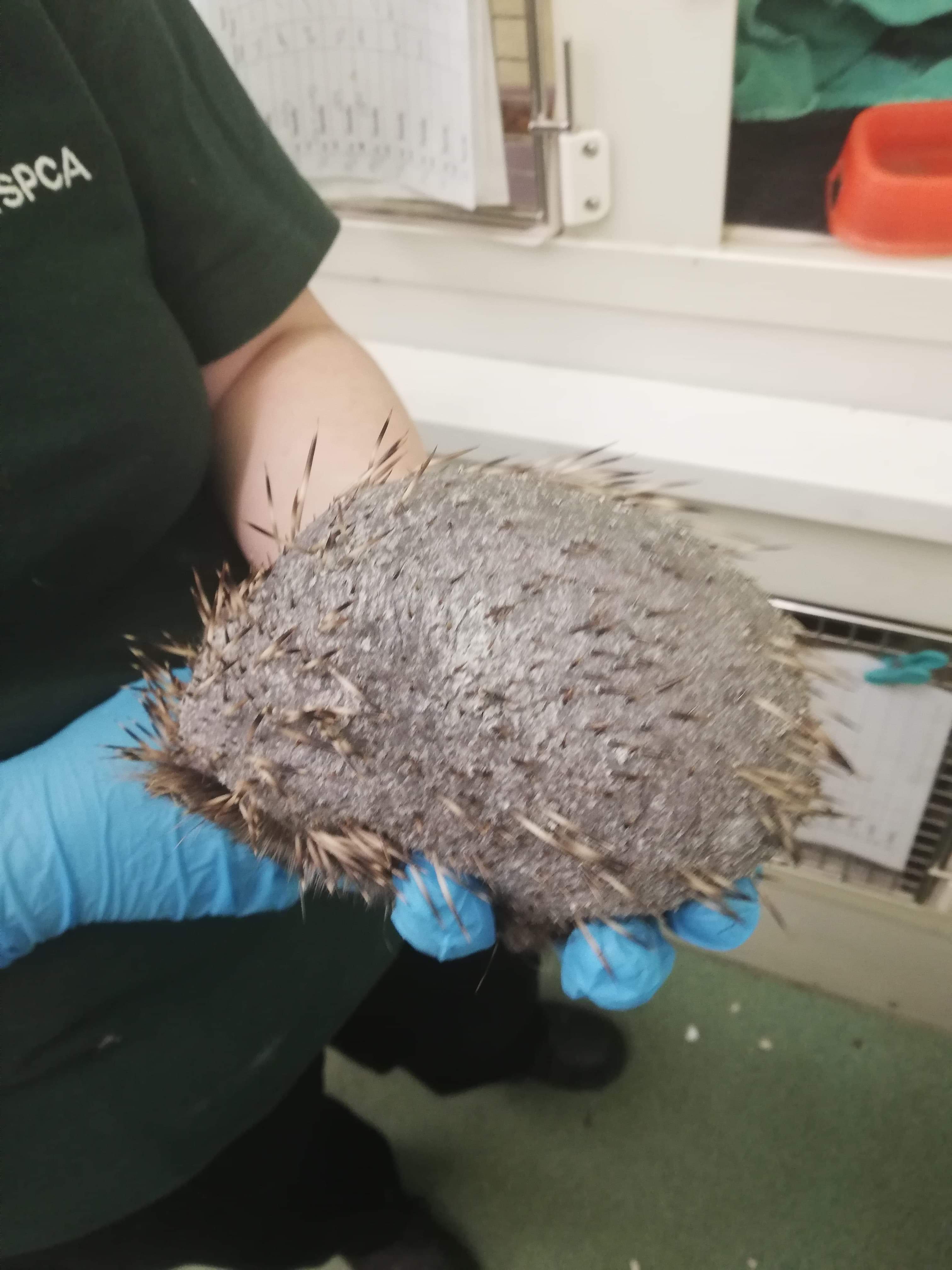 Ratty the hedgehog