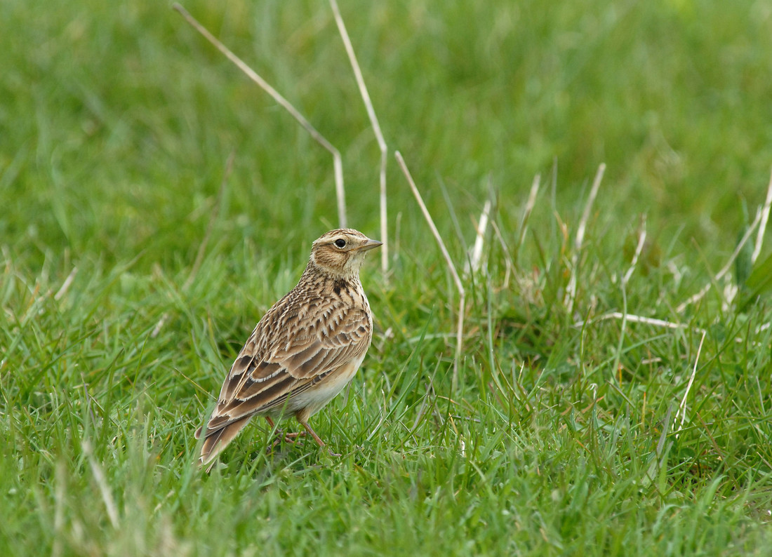 Skylark