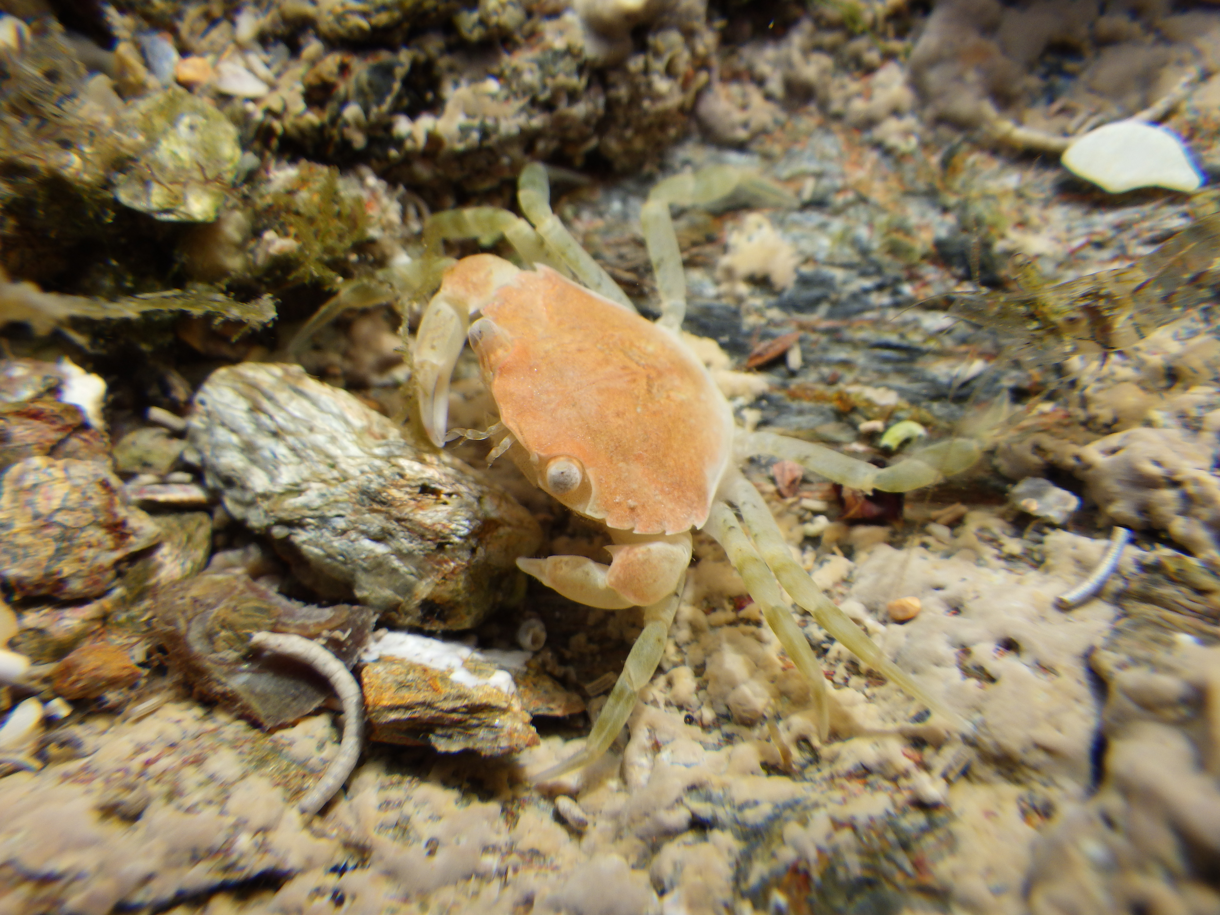 Shore crab
