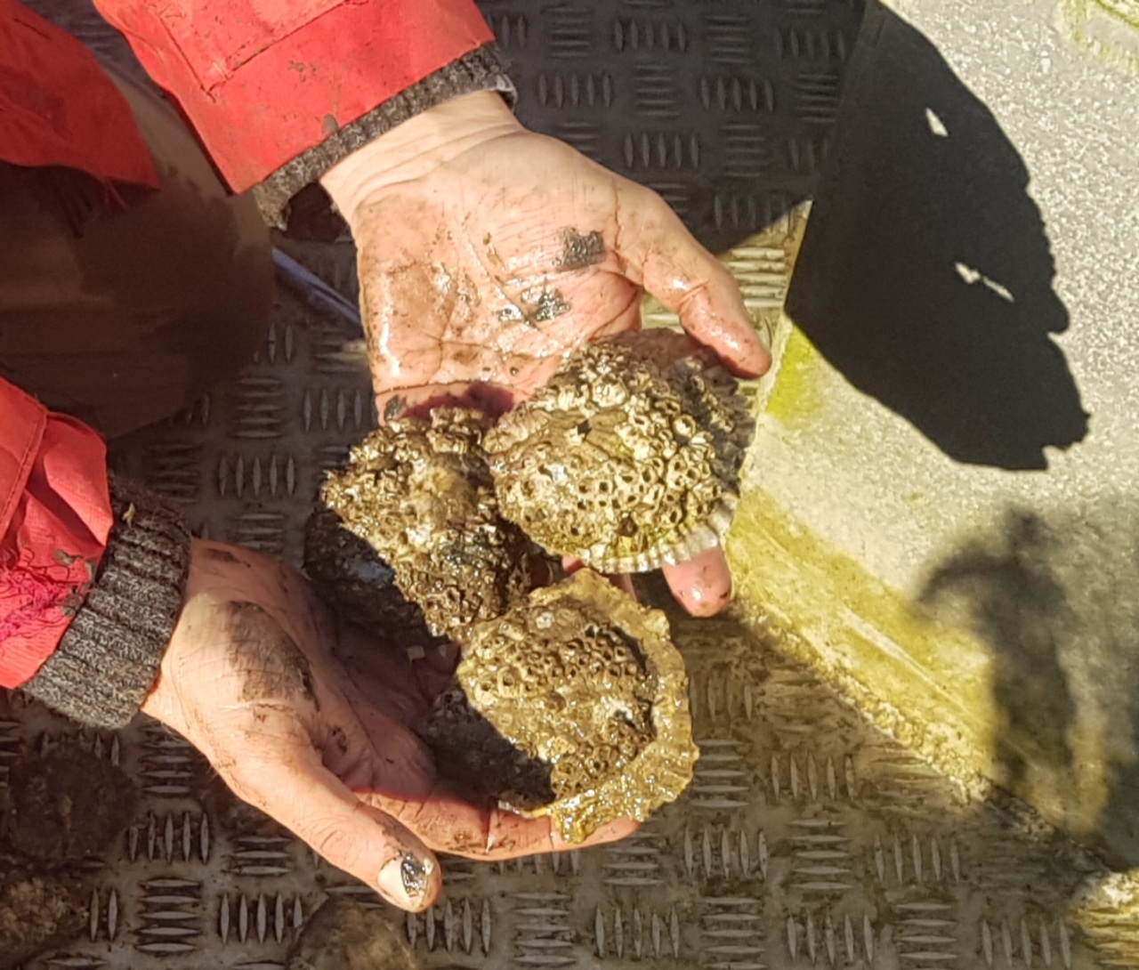 Native oysters