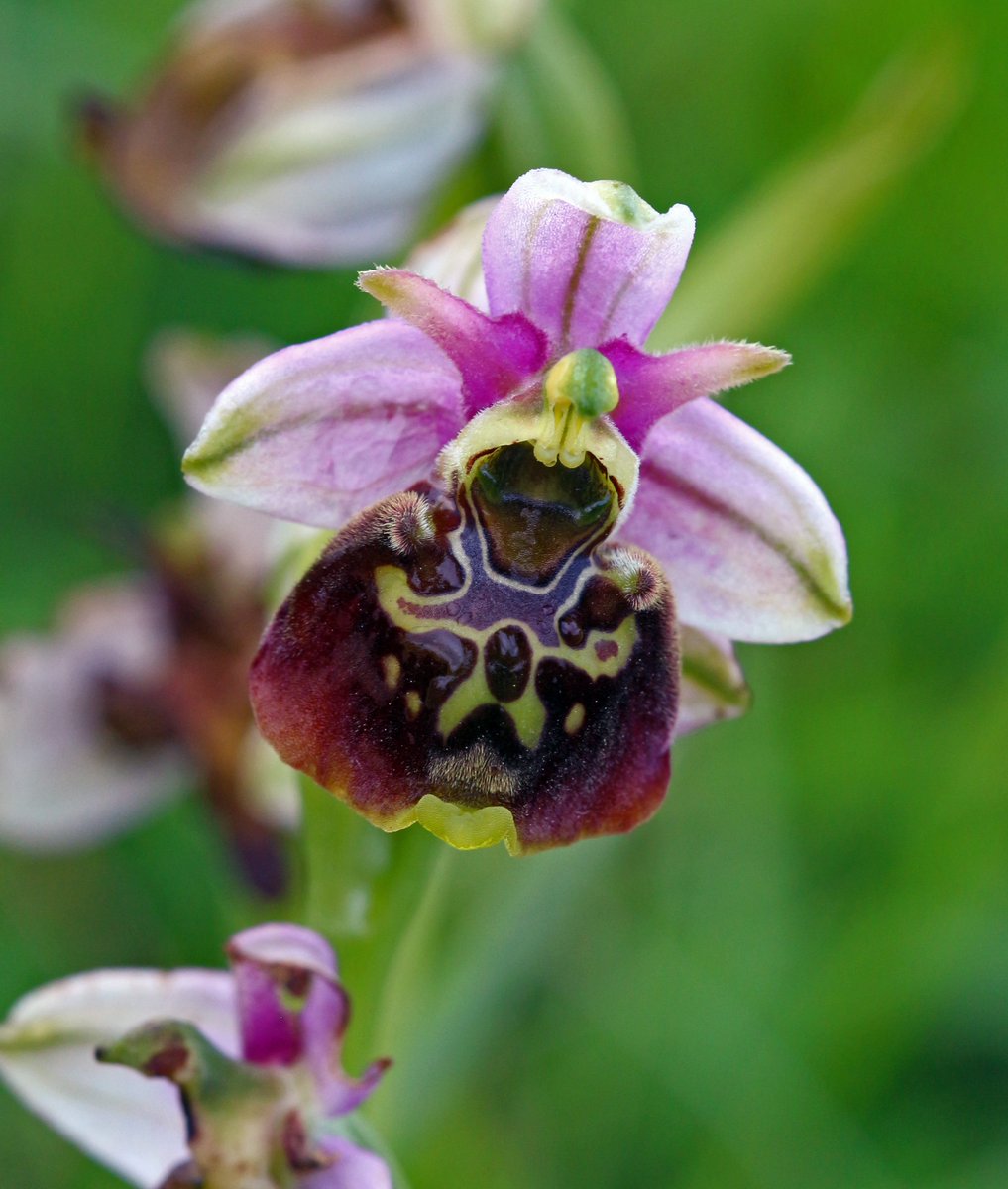 Bee orchids have been found in Scotland (Trevor Dines/Plantlife/PA)