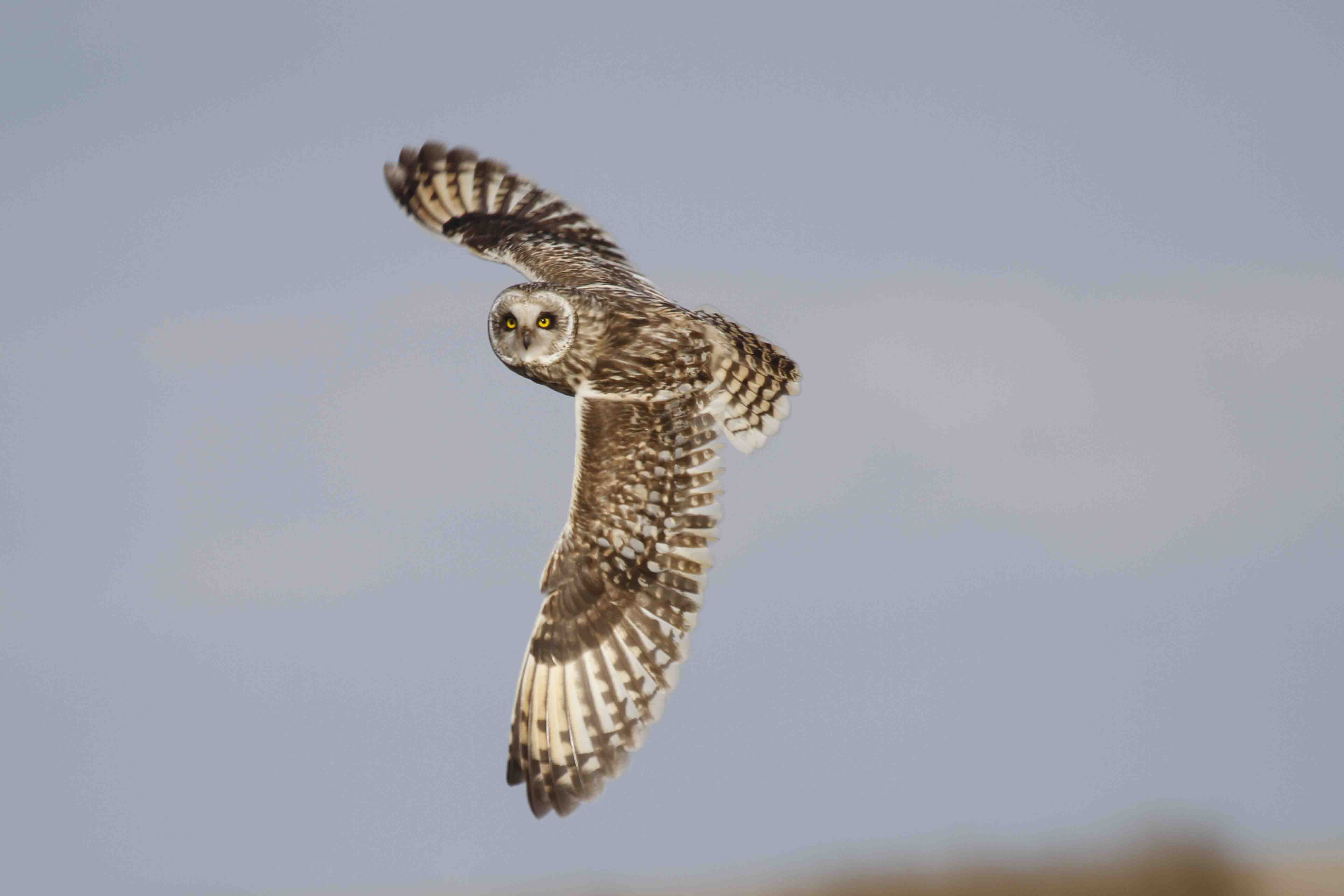 Short-eared owl have been seen on the moor (Andrew Capell/National Trust/PA)