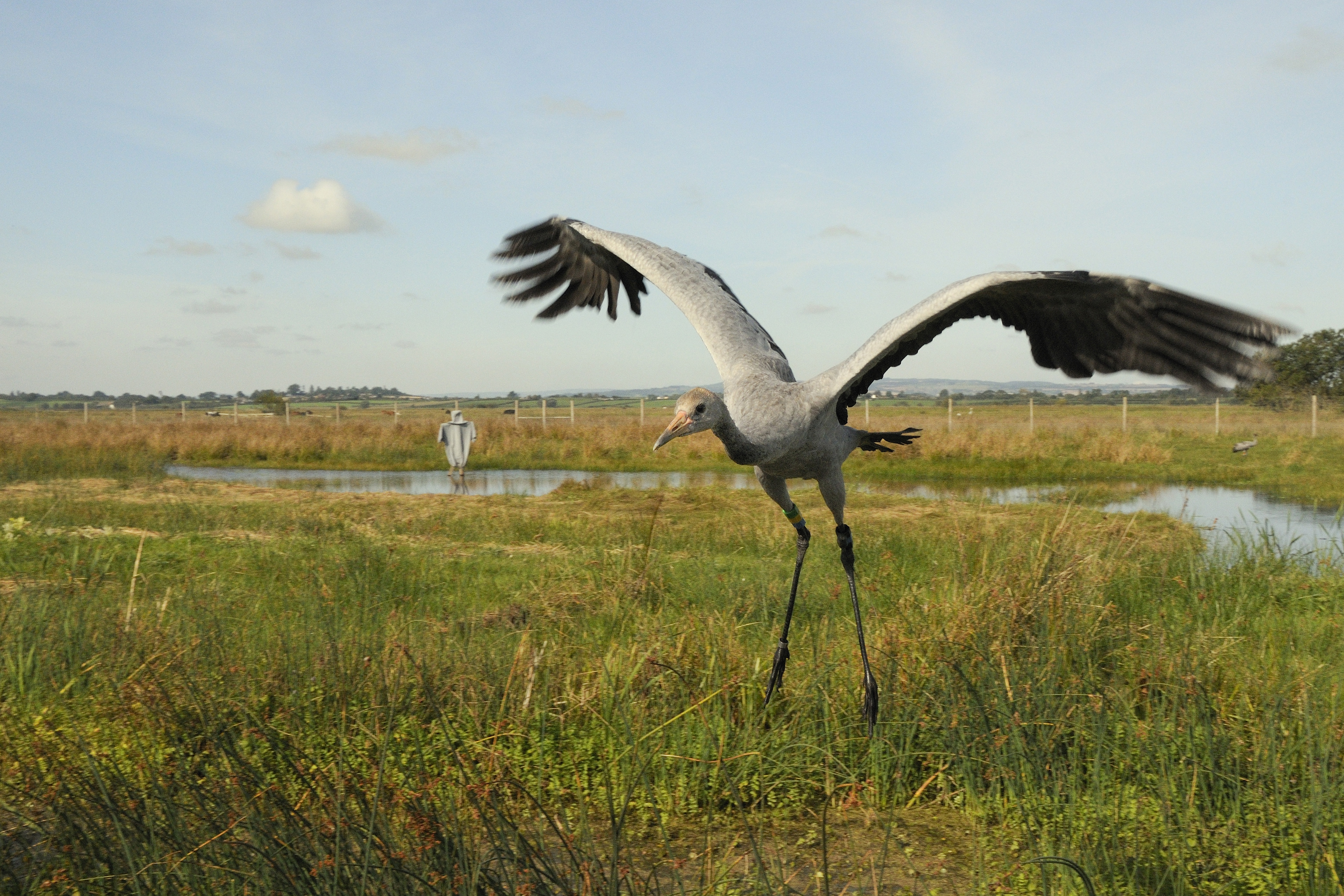 anes have been reared and released in the Somerset Levels (Nick Upton/RSPB/PA)
