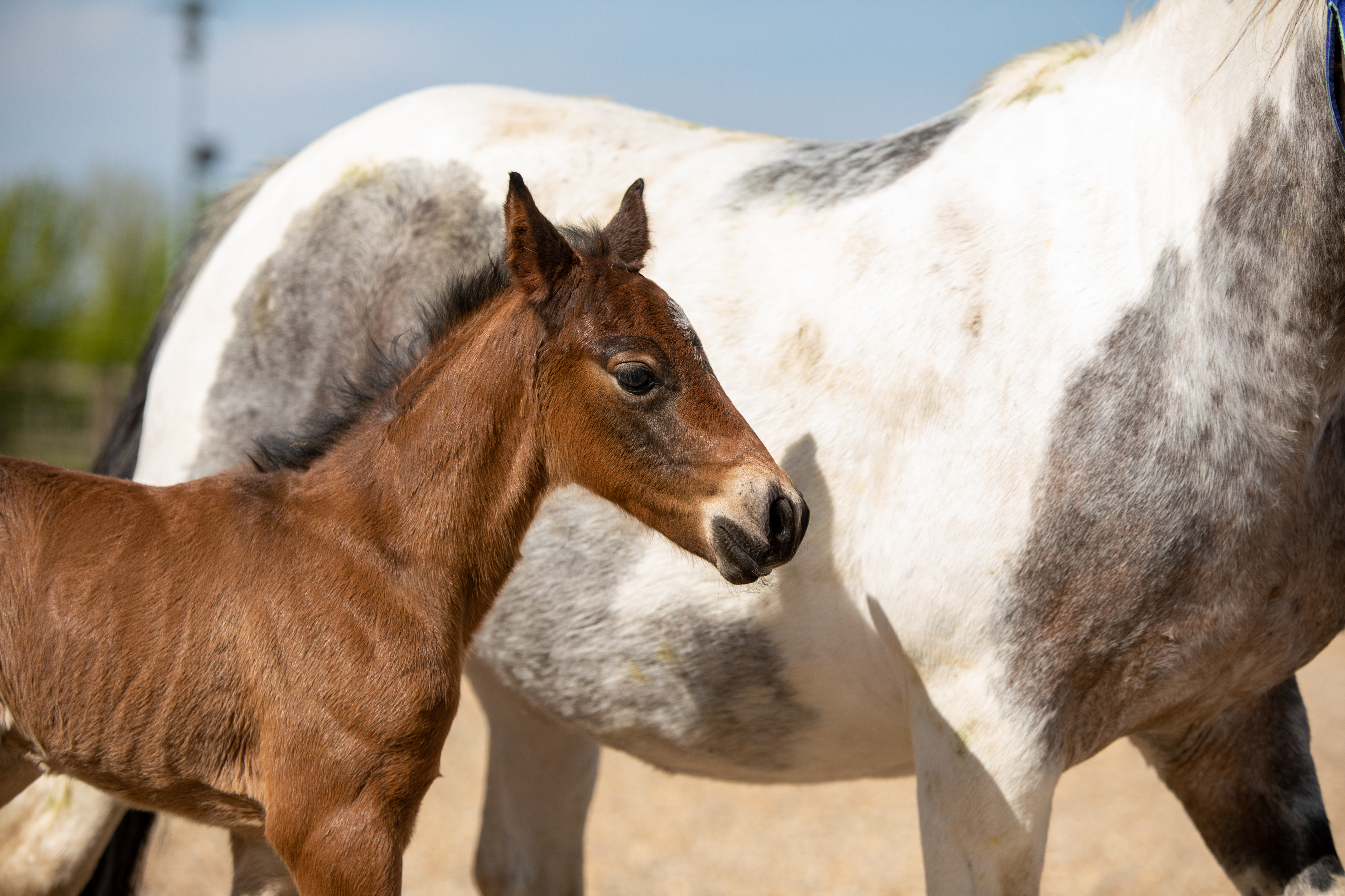World Horse Welfare has named a new-born foal Captain Tom, following a social media competition to pick a name. (World Horse Welfare/ PA)