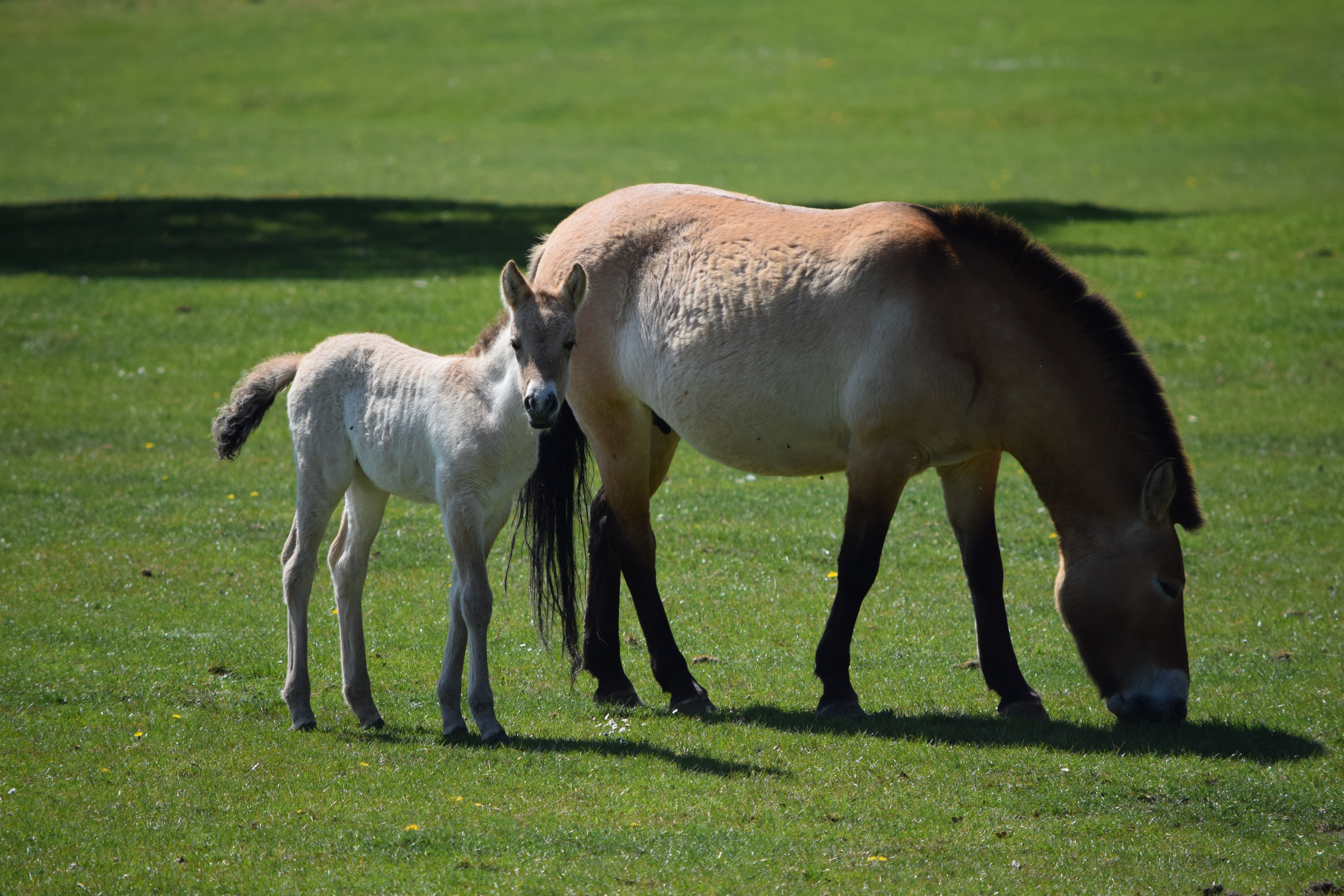 Przewalski Foal
